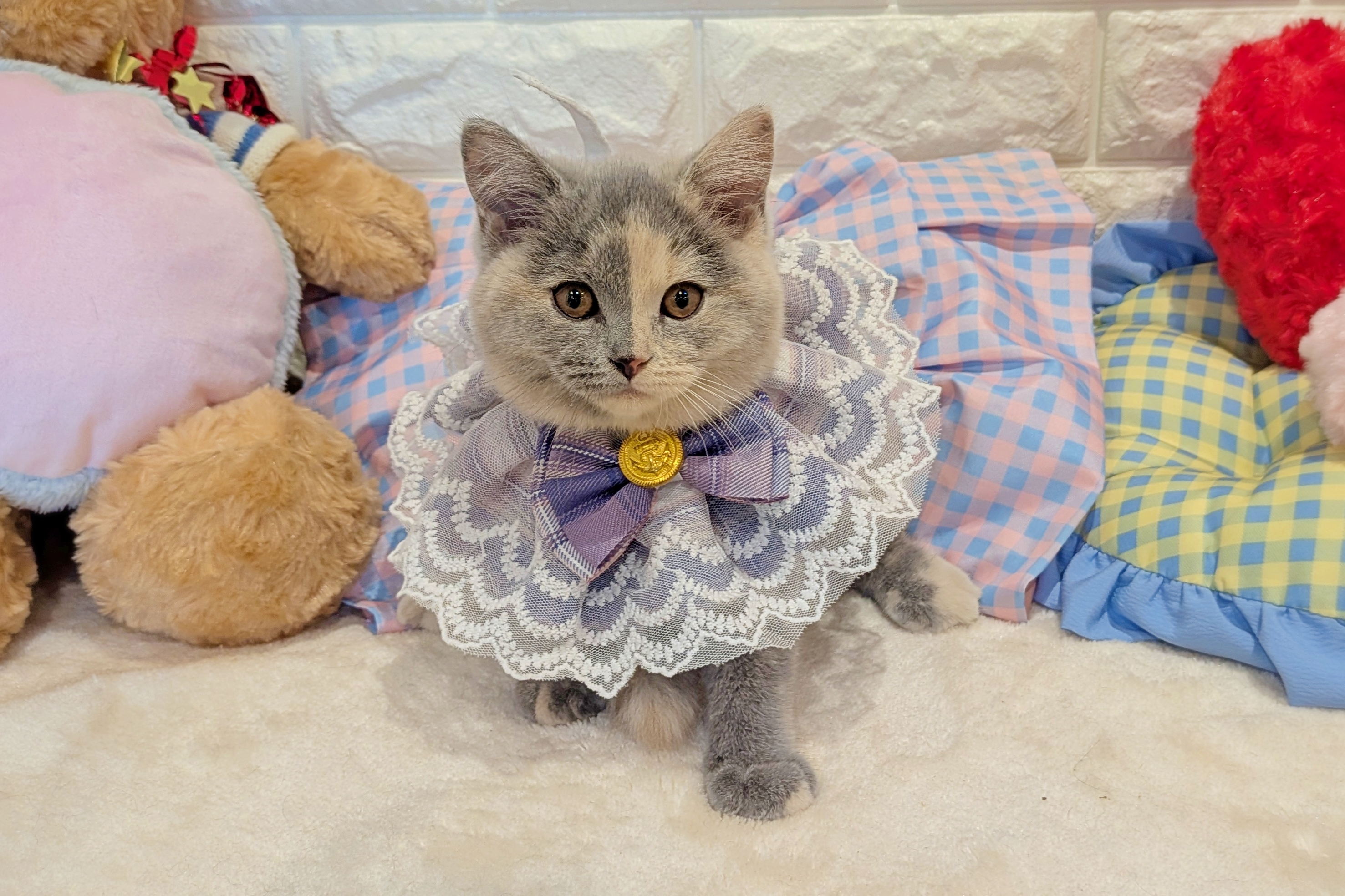 京都府のブリティッシュショートヘアー (ペッツワン亀岡店/2025年11月10日生まれ/女の子/ライラック&クリーム)の子猫の3枚目の画像