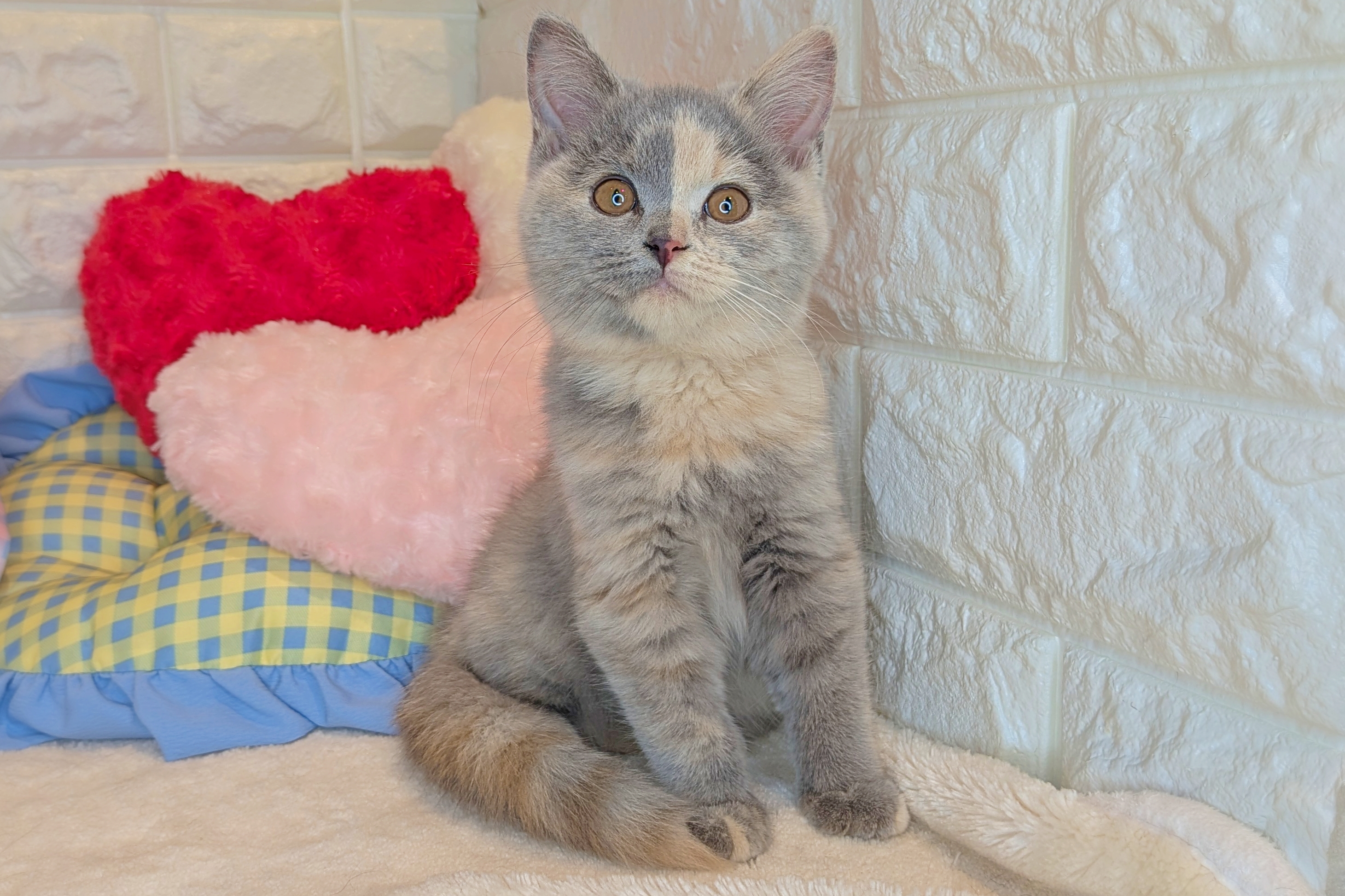 京都府のブリティッシュショートヘアー (ペッツワン亀岡店/2025年11月10日生まれ/女の子/ライラック&クリーム)の子猫の1枚目の画像