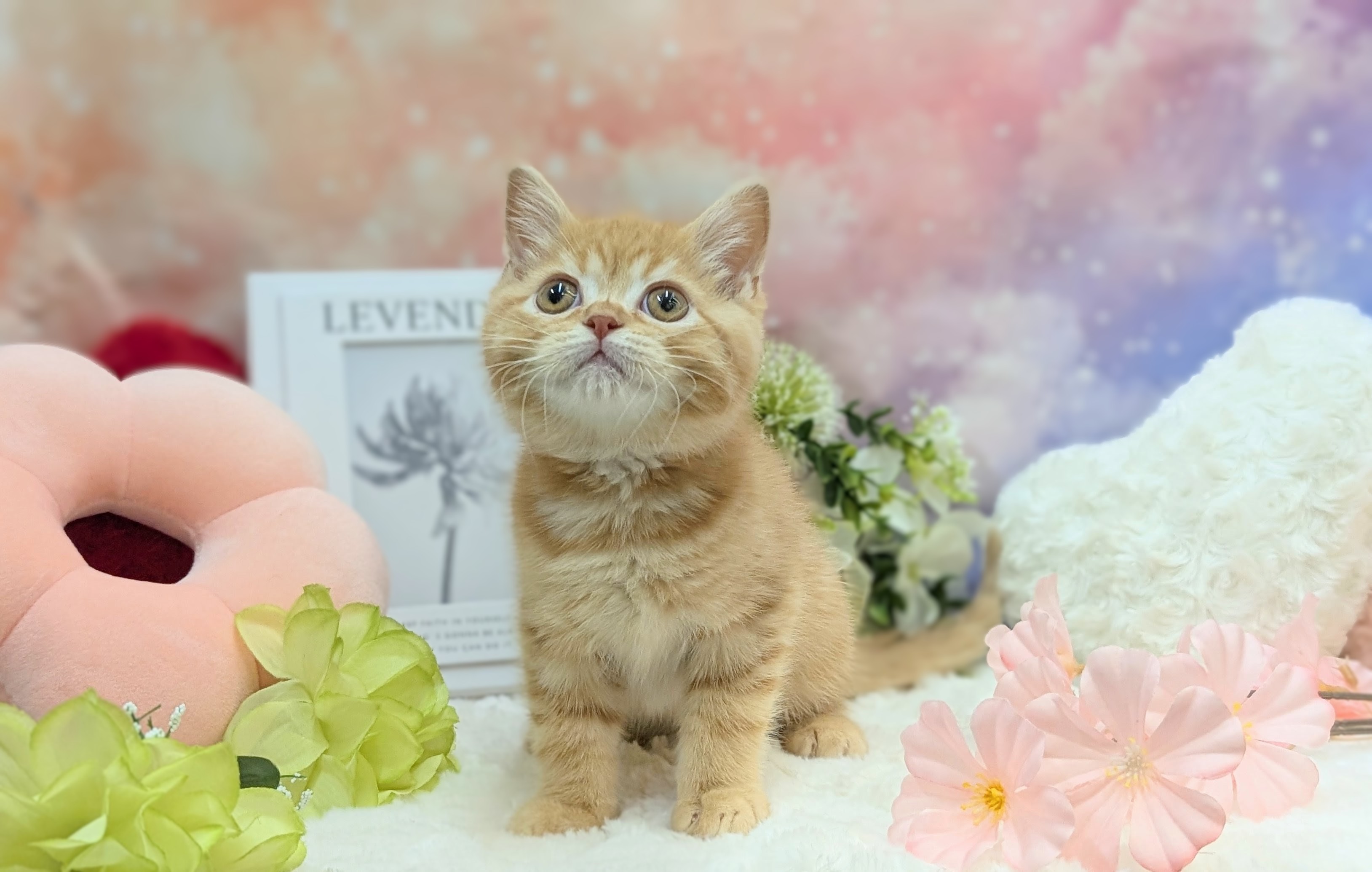 兵庫県のスコティッシュフォールド (ペッツワン神戸西神南店/2025年10月23日生まれ/男の子/レッドタビー)の子猫の3枚目の画像