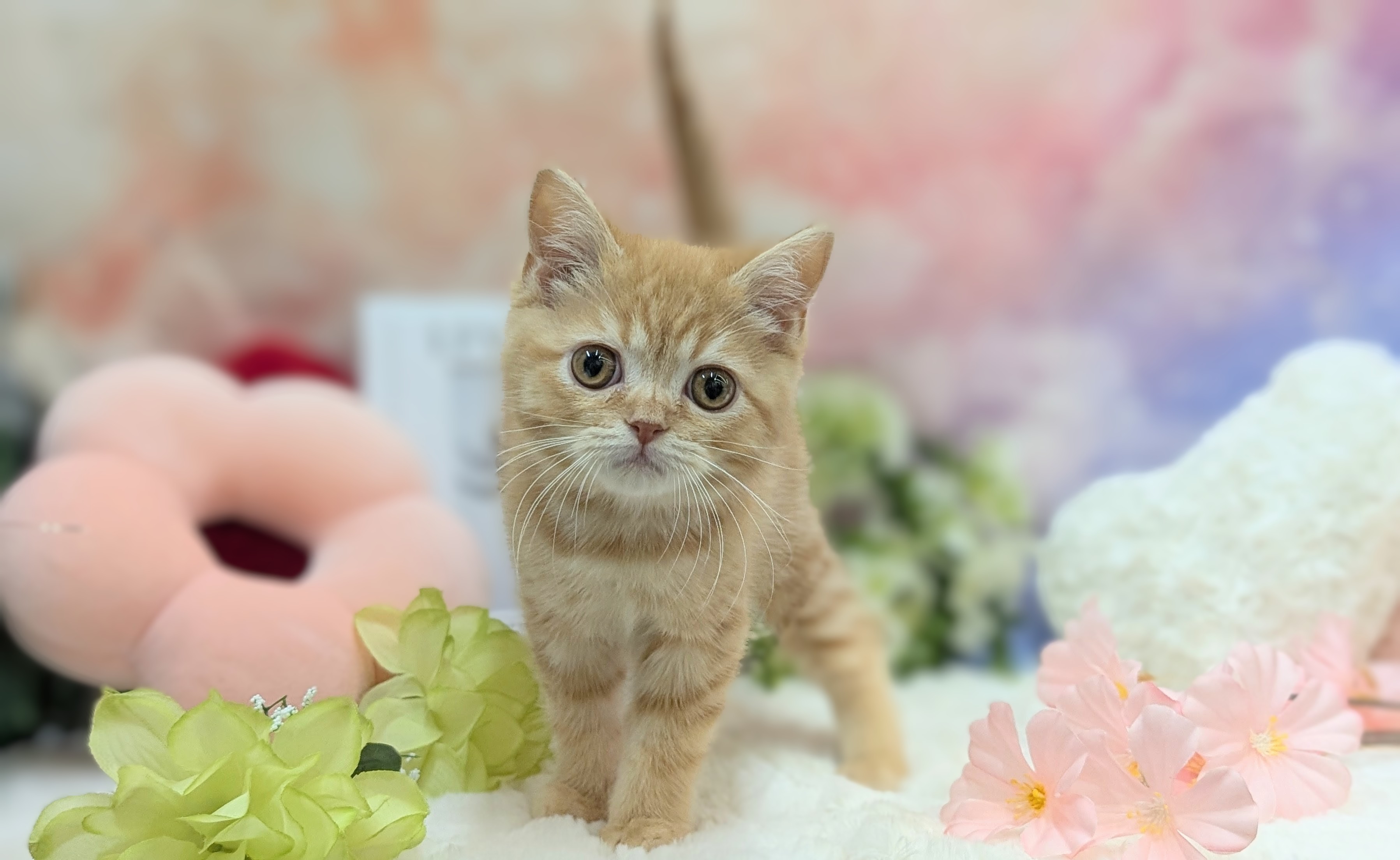 兵庫県のスコティッシュフォールド (ペッツワン神戸西神南店/2025年10月23日生まれ/男の子/レッドタビー)の子猫の2枚目の画像