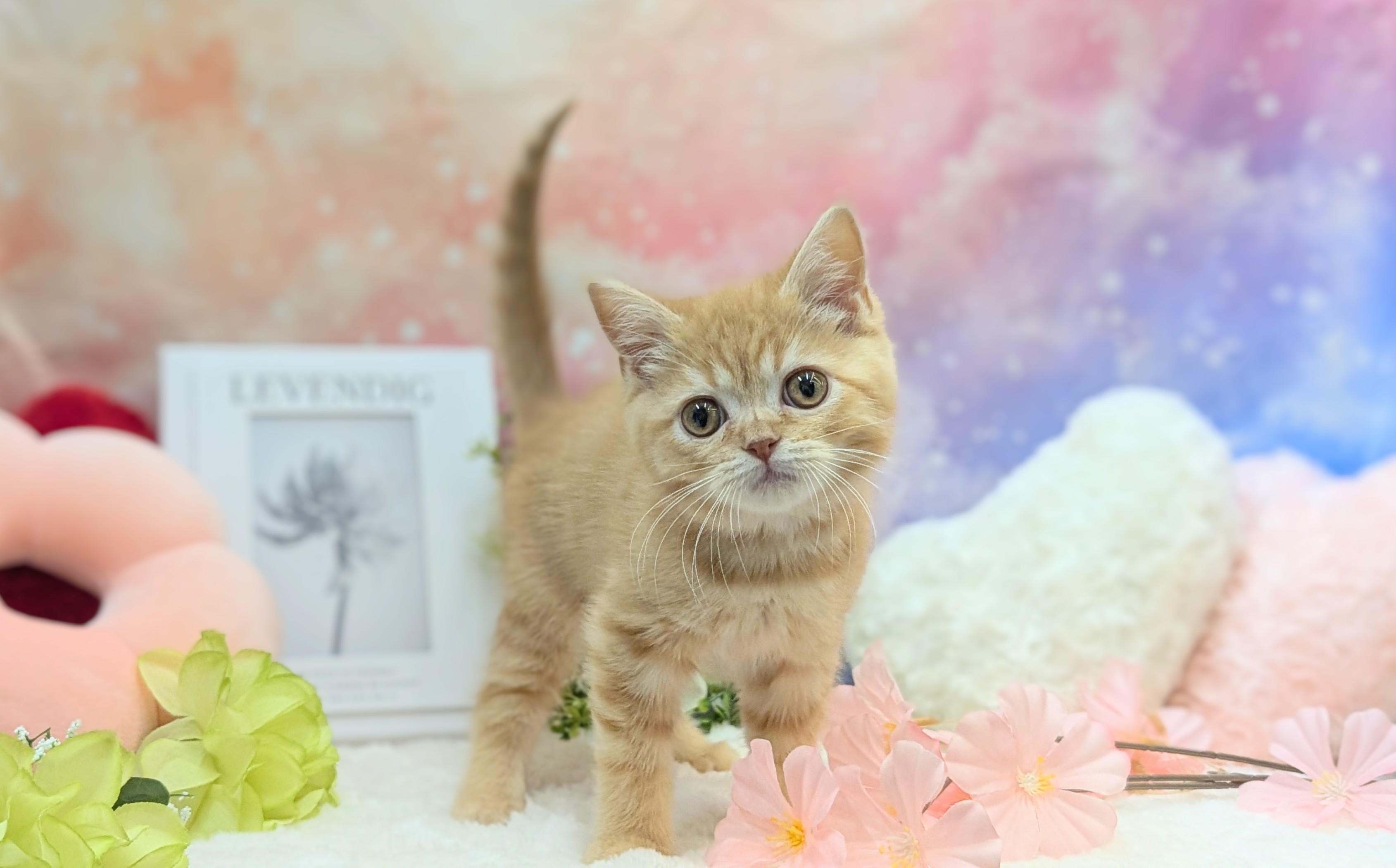 兵庫県のスコティッシュフォールド (ペッツワン神戸西神南店/2025年10月23日生まれ/男の子/レッドタビー)の子猫の1枚目の画像