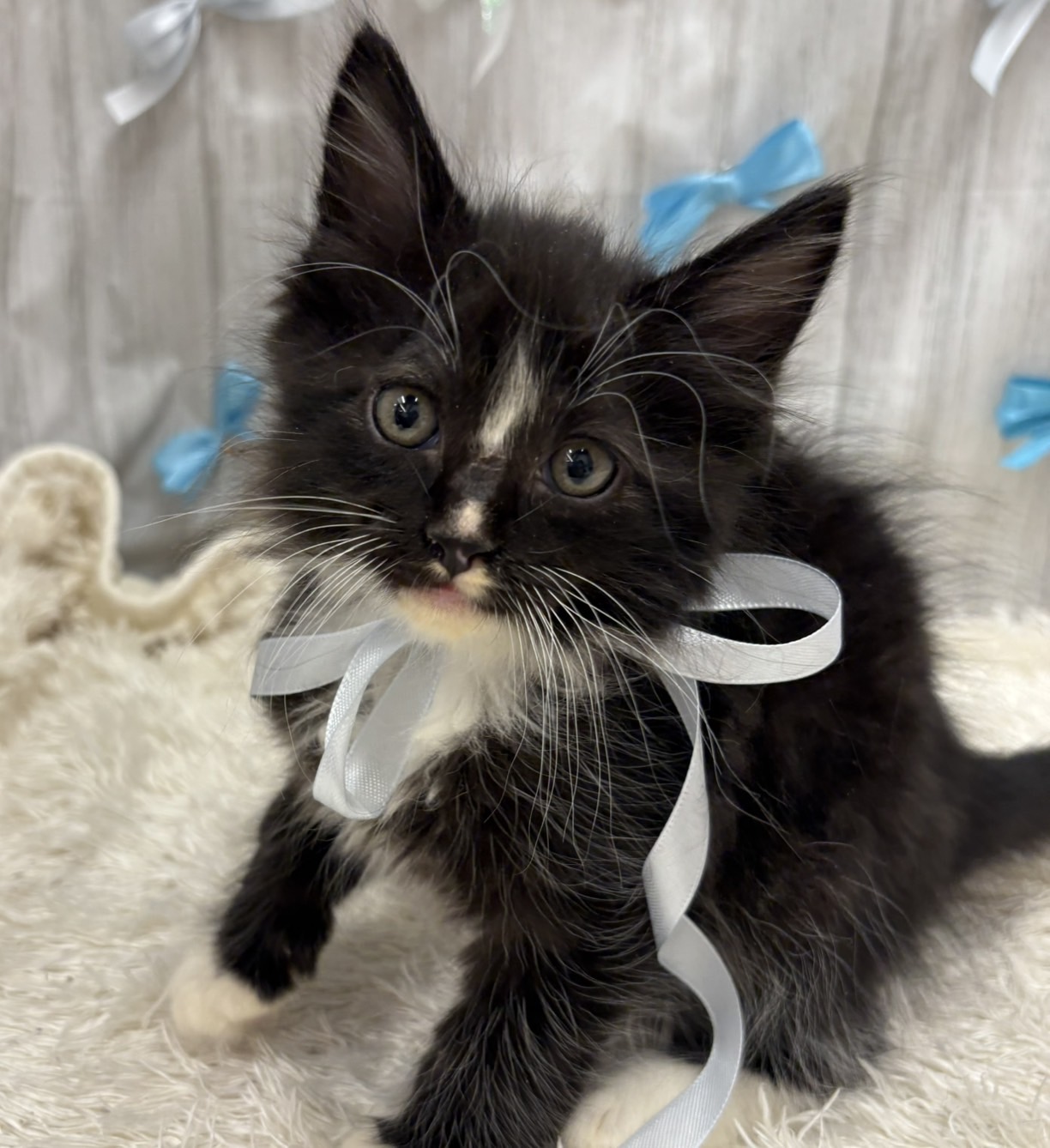 千葉県のノルウェージャンフォレストキャット (ペッツワン佐倉店/2025年11月8日生まれ/男の子/ブラックホワイト)の子猫