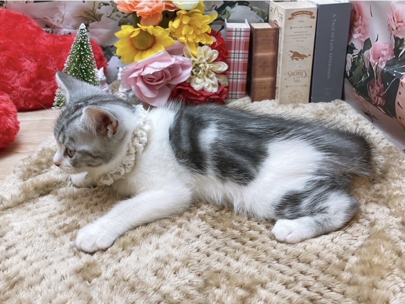 愛知県のアメリカンショートヘアー (ペッツワン豊田四郷店/2025年9月28日生まれ/男の子/シルバータビーホワイト)の子猫の3枚目の画像