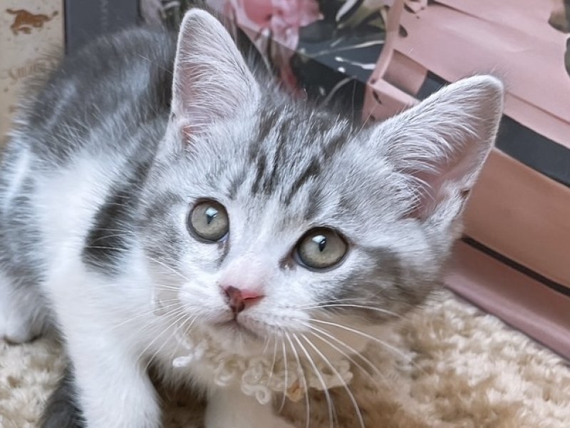 愛知県のアメリカンショートヘアー (ペッツワン豊田四郷店/2025年9月28日生まれ/男の子/シルバータビーホワイト)の子猫の1枚目の画像