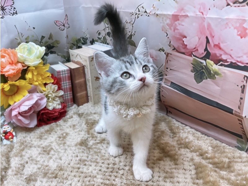 愛知県のアメリカンショートヘアー (ペッツワン豊田四郷店/2025年9月28日生まれ/男の子/シルバータビーホワイト)の子猫の2枚目の画像