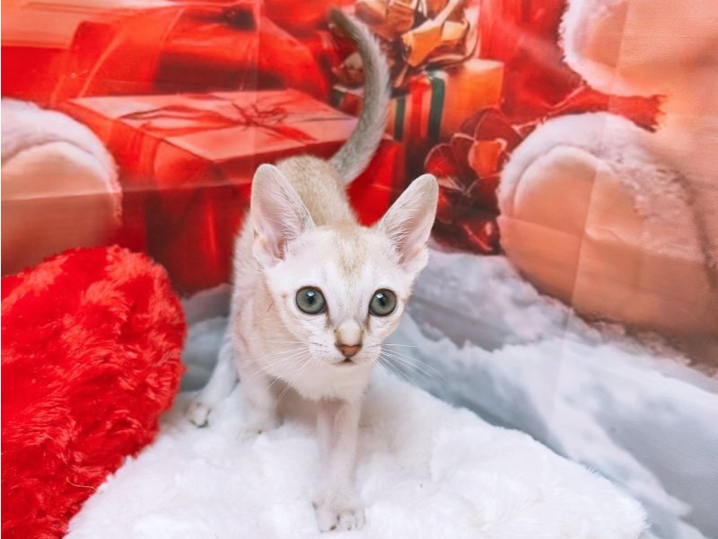 愛知県のシンガプーラ (ペッツワン豊田四郷店/2025年11月2日生まれ/女の子/セピアアグーティ)の子猫の2枚目の画像