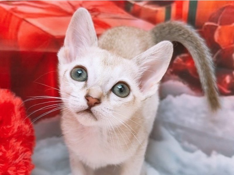 愛知県のシンガプーラ (ペッツワン豊田四郷店/2025年11月2日生まれ/女の子/セピアアグーティ)の子猫の1枚目の画像