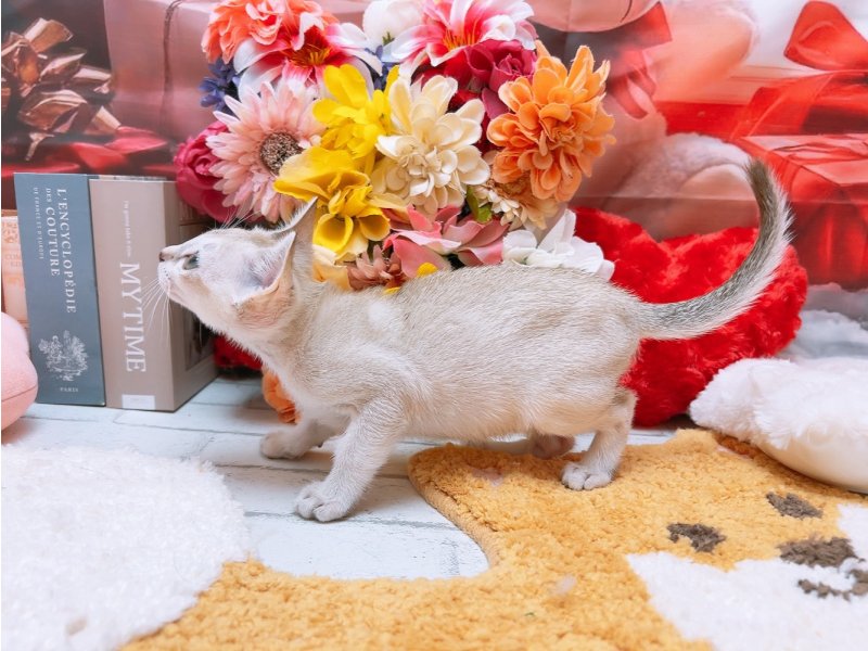 愛知県のシンガプーラ (ペッツワン豊田四郷店/2025年11月2日生まれ/女の子/セピアアグーティ)の子猫の3枚目の画像