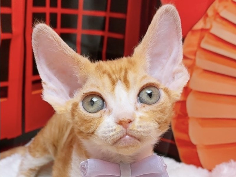 愛知県のデボンレックス (ペッツワン豊田四郷店/2025年11月7日生まれ/男の子/レッドタビーホワイト)の子猫の1枚目の画像