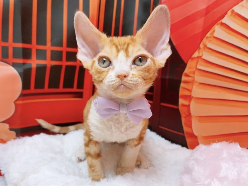 愛知県のデボンレックス (ペッツワン豊田四郷店/2025年11月7日生まれ/男の子/レッドタビーホワイト)の子猫の2枚目の画像