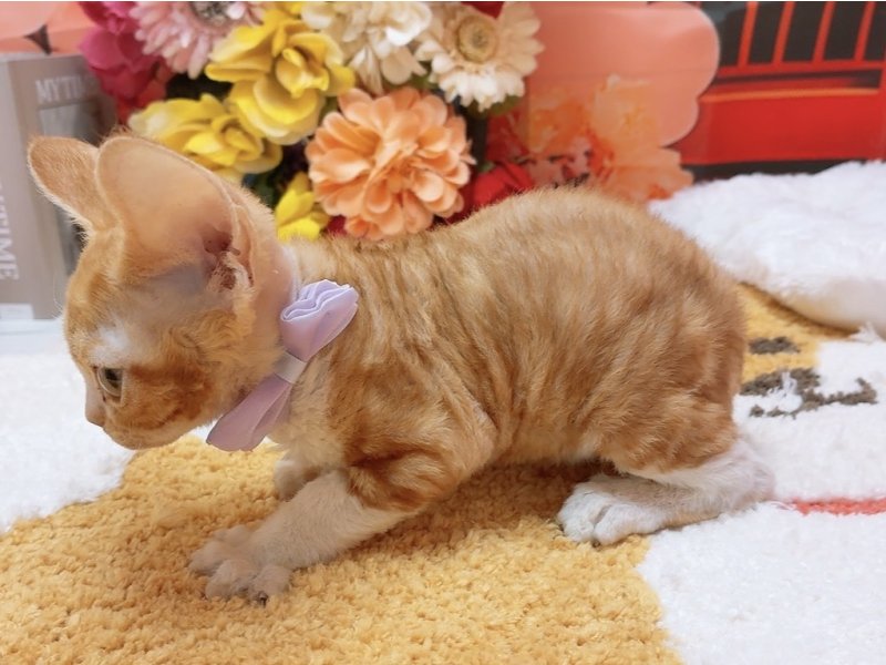 愛知県のデボンレックス (ペッツワン豊田四郷店/2025年11月7日生まれ/男の子/レッドタビーホワイト)の子猫の3枚目の画像