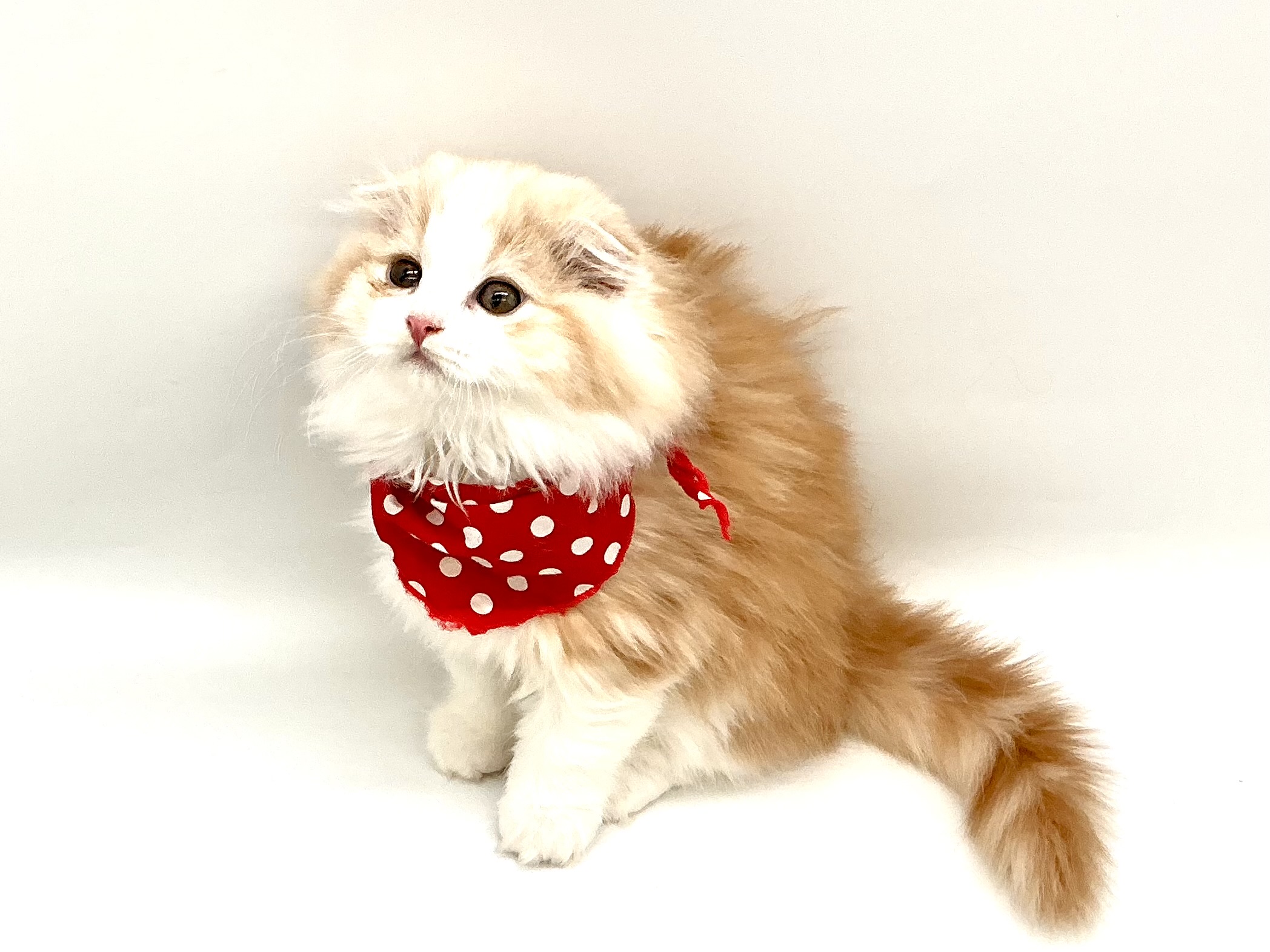 埼玉県のスコティッシュフォールド (ペッツワン鶴ヶ島店/2025年10月28日生まれ/男の子/レッドタビーホワイト)の子猫の3枚目の画像