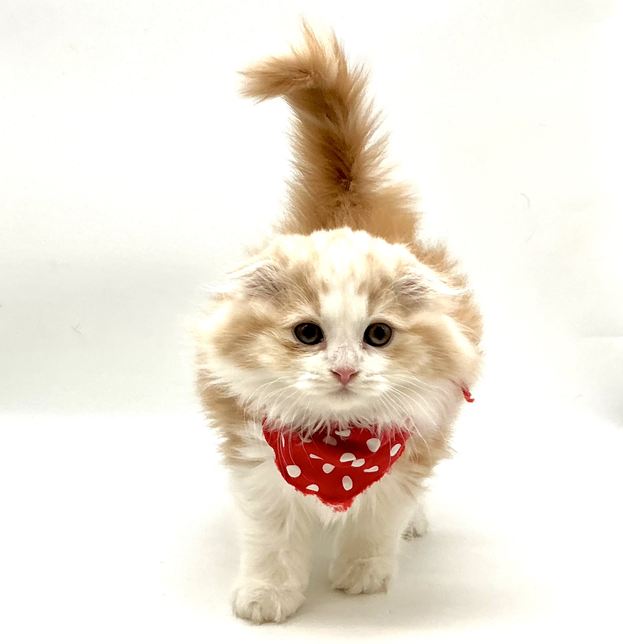 埼玉県のスコティッシュフォールド (ペッツワン鶴ヶ島店/2025年10月28日生まれ/男の子/レッドタビーホワイト)の子猫の1枚目の画像