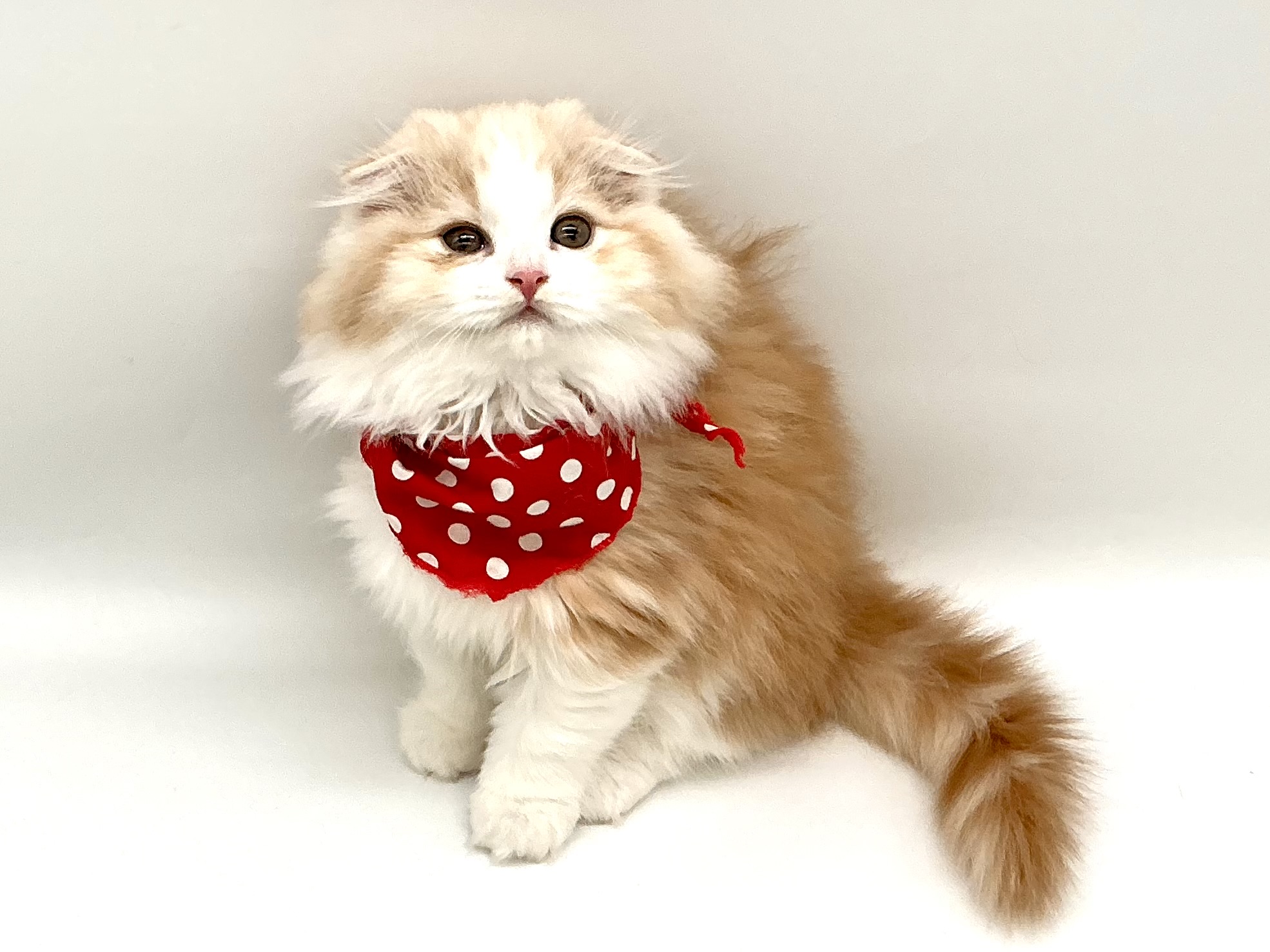 埼玉県のスコティッシュフォールド (ペッツワン鶴ヶ島店/2025年10月28日生まれ/男の子/レッドタビーホワイト)の子猫の2枚目の画像