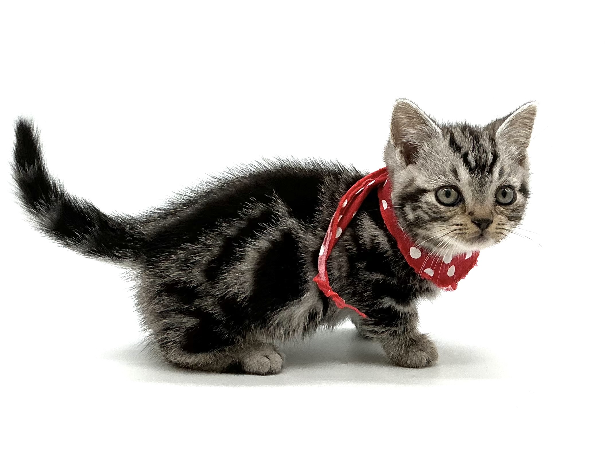 埼玉県のマンチカン (ペッツワン鶴ヶ島店/2025年11月17日生まれ/男の子/シルバータビー)の子猫の3枚目の画像