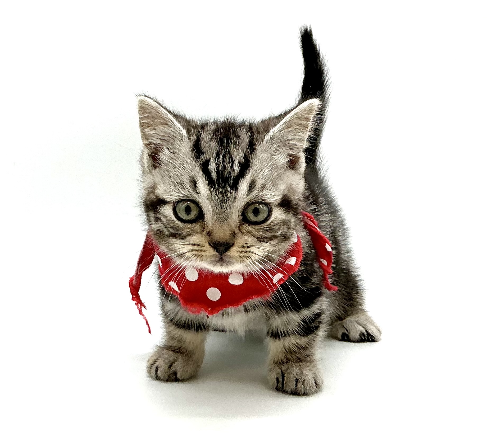 埼玉県のマンチカン (ペッツワン鶴ヶ島店/2025年11月17日生まれ/男の子/シルバータビー)の子猫の1枚目の画像