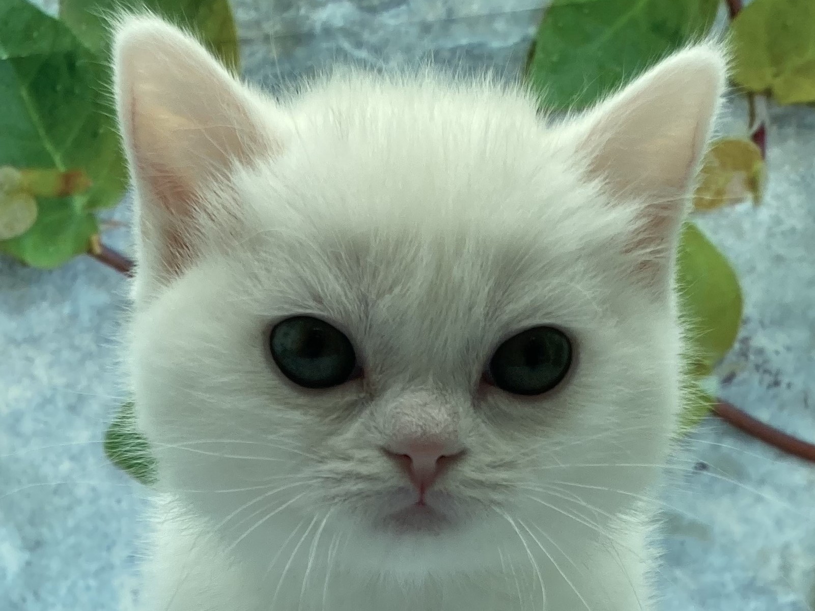 埼玉県のマンチカン (ペッツワン北本店/2025年11月15日生まれ/女の子/ホワイト)の子猫の1枚目の画像