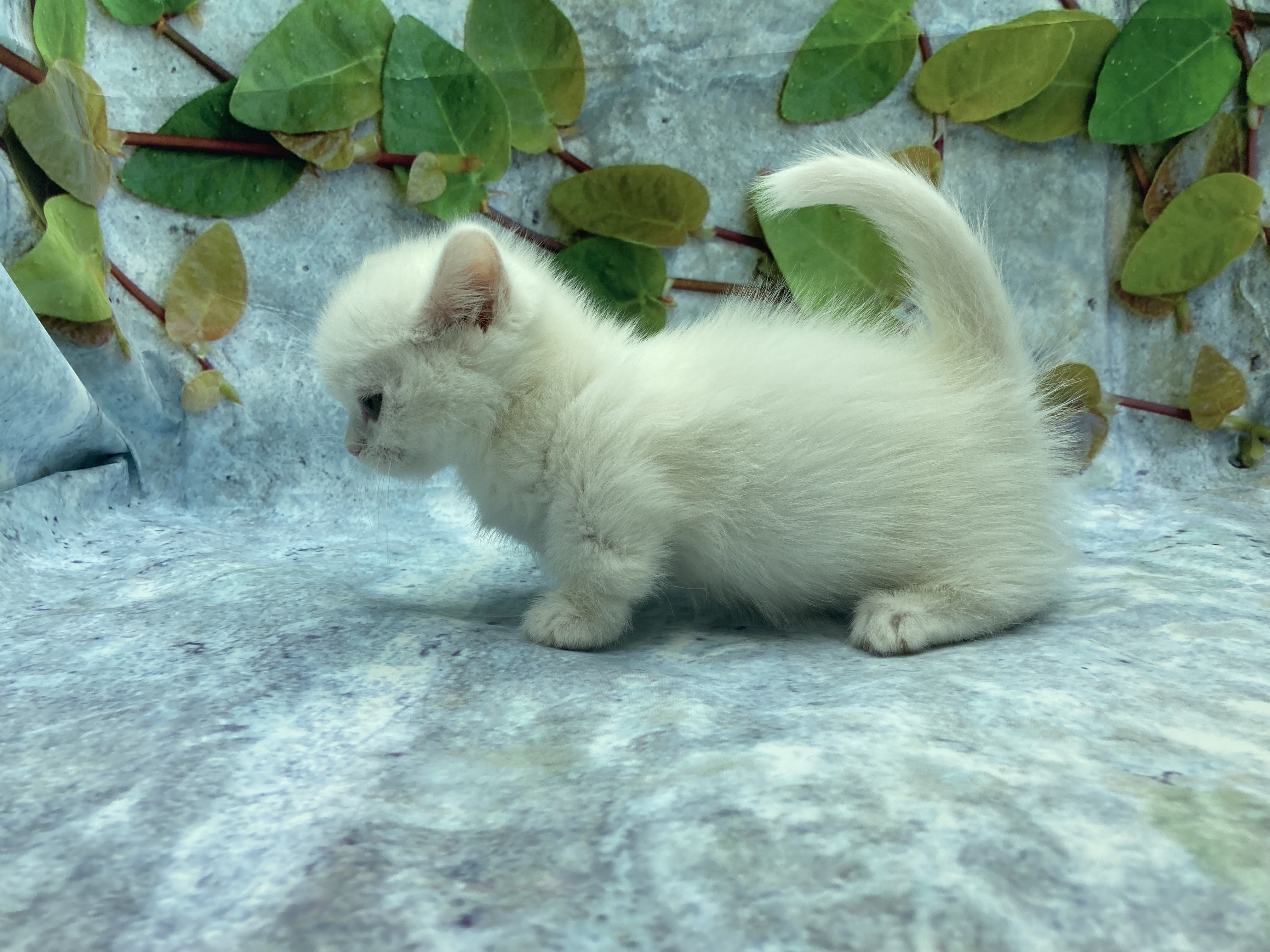 埼玉県のマンチカン (ペッツワン北本店/2025年11月15日生まれ/女の子/ホワイト)の子猫の3枚目の画像