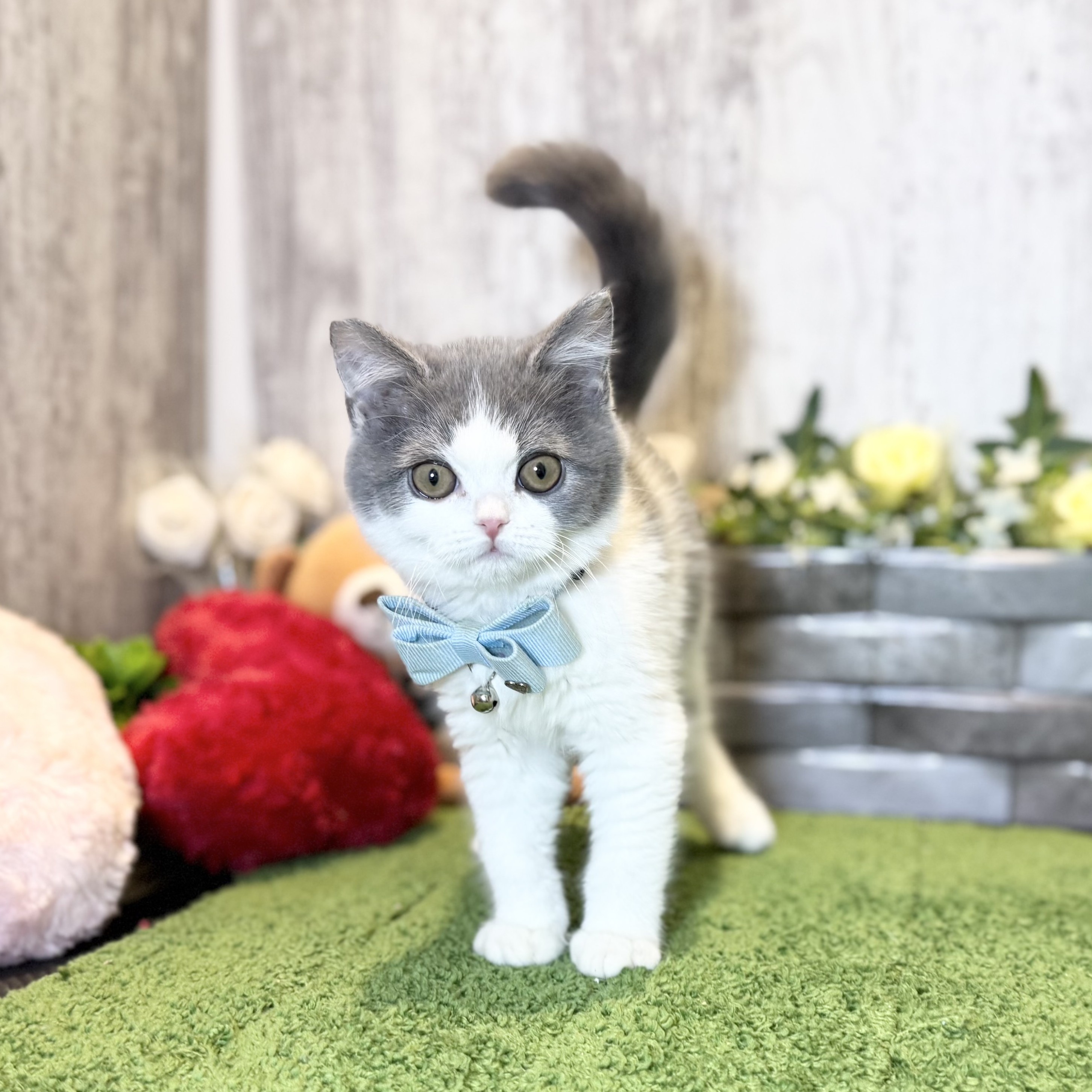 兵庫県のブリティッシュショートヘアー (ペッツワン姫路大津店/2025年11月10日生まれ/男の子/ブルーホワイト)の子猫