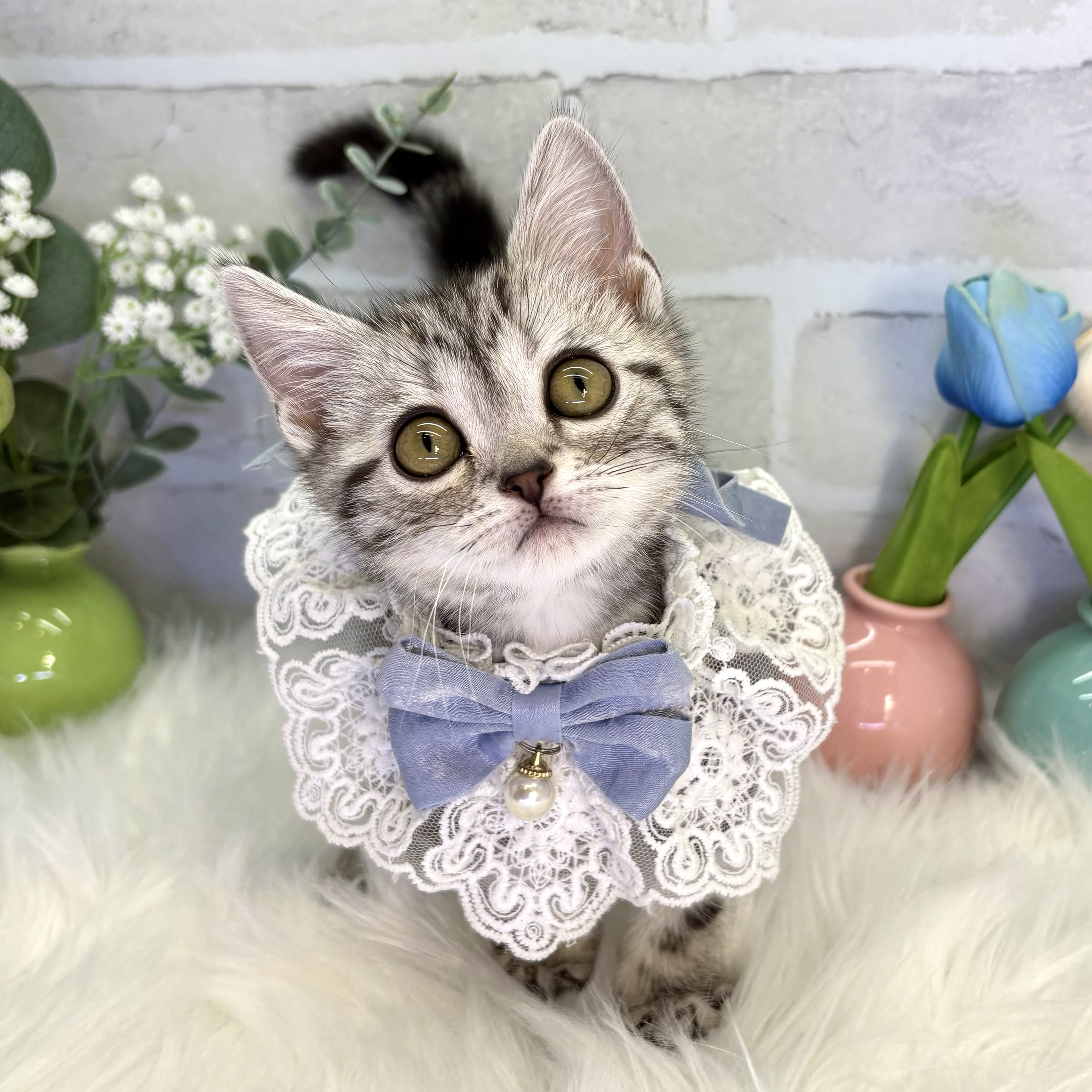 大阪府のアメリカンショートヘアー (ペッツワン高槻店/2025年10月19日生まれ/男の子/シルバータビー)の子猫