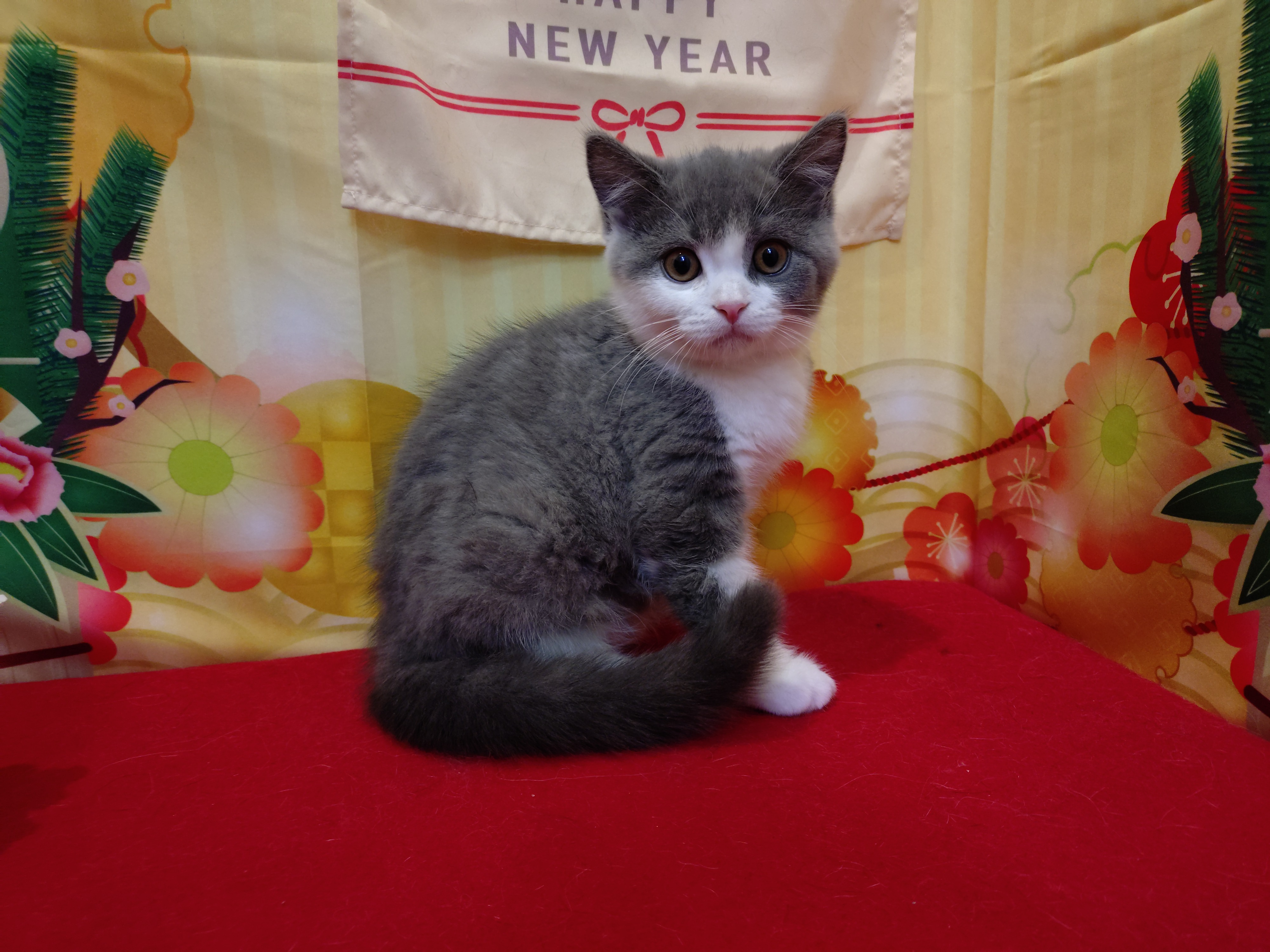 岐阜県のブリティッシュショートヘアー (ペッツワン関店/2025年9月29日生まれ/男の子/ブルーホワイト)の子猫