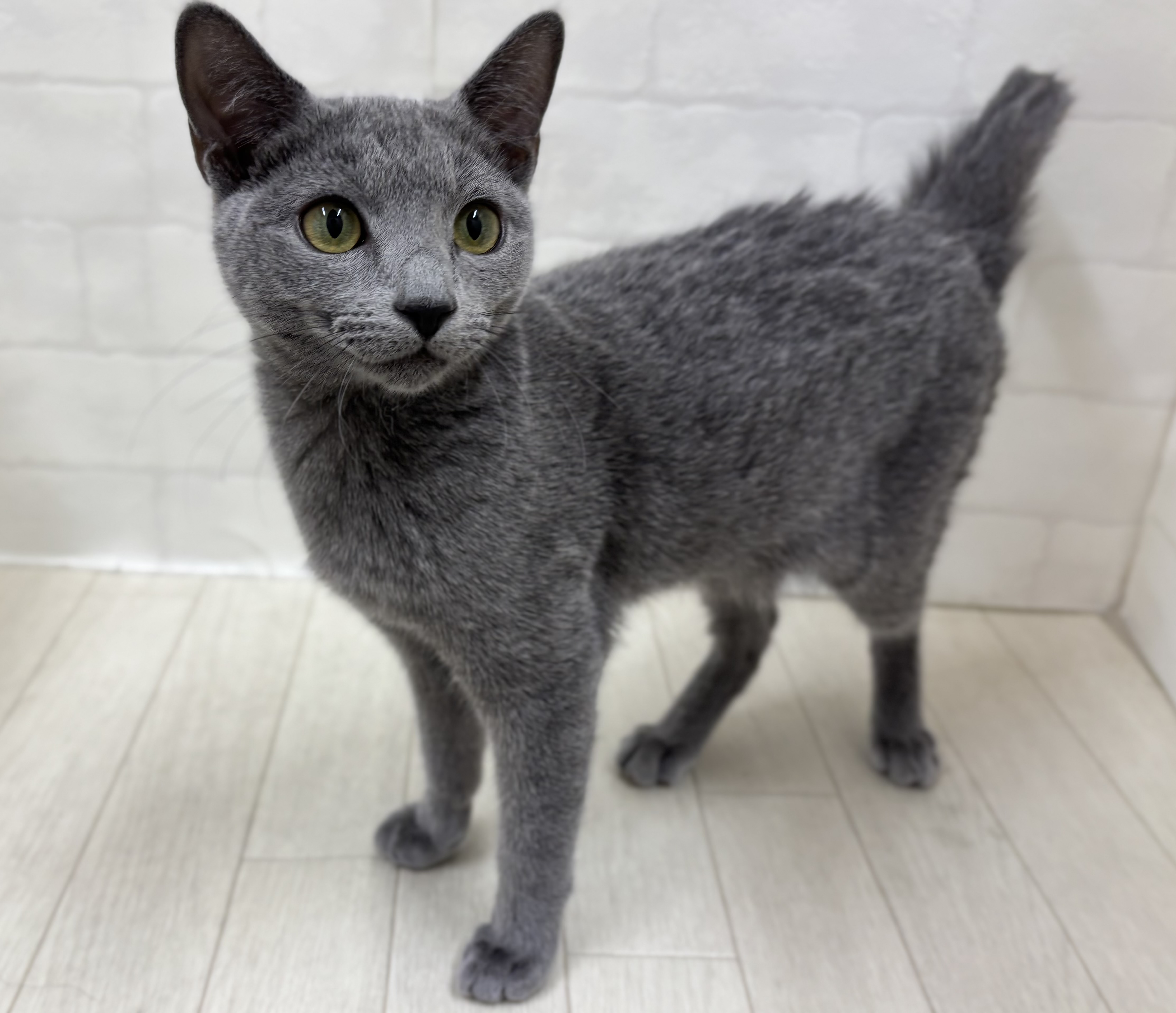 埼玉県のロシアンブルー (ペッツワン大利根店/2025年8月9日生まれ/女の子/ブルー)の子猫の3枚目の画像