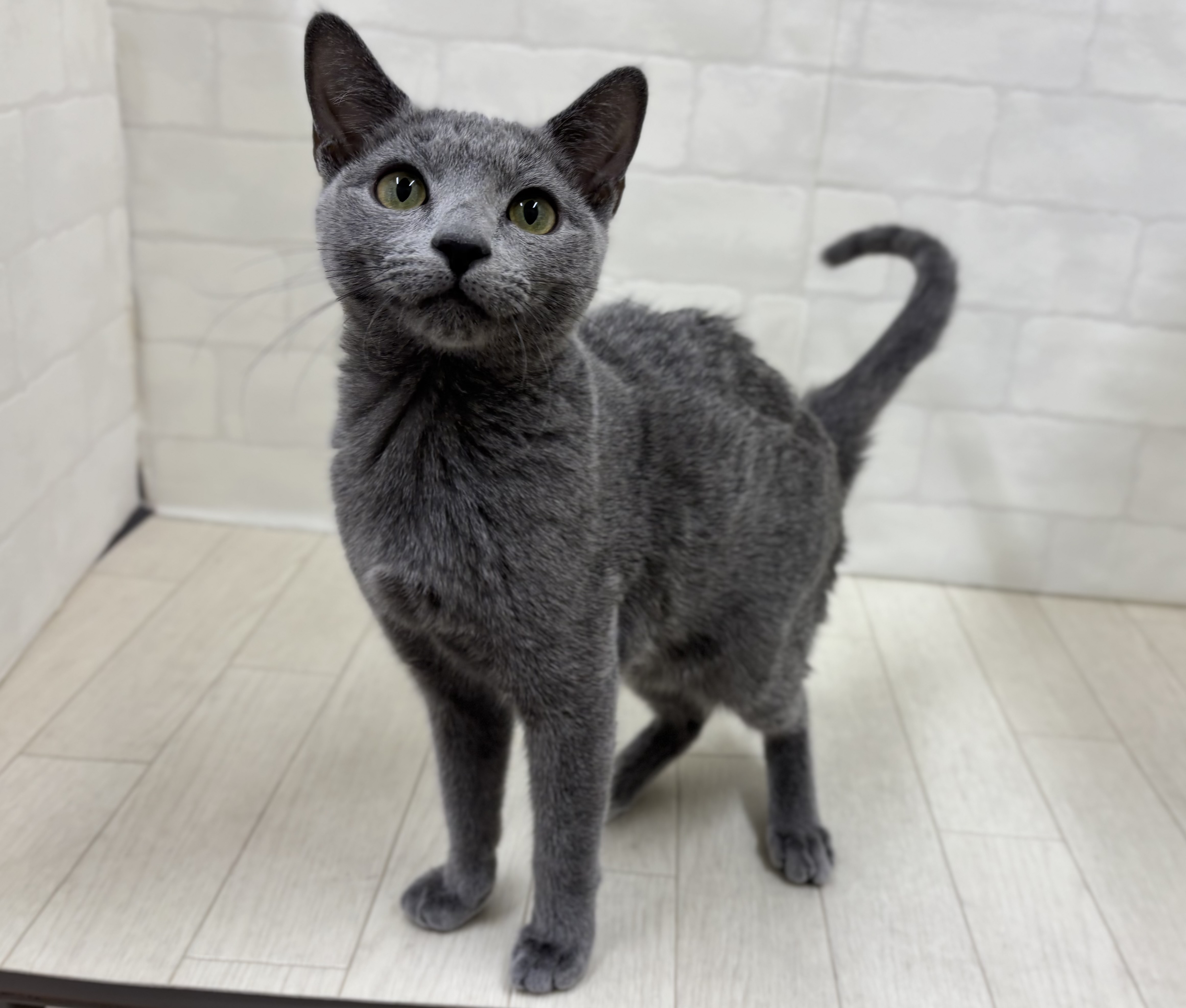 埼玉県のロシアンブルー (ペッツワン大利根店/2025年8月9日生まれ/女の子/ブルー)の子猫の1枚目の画像