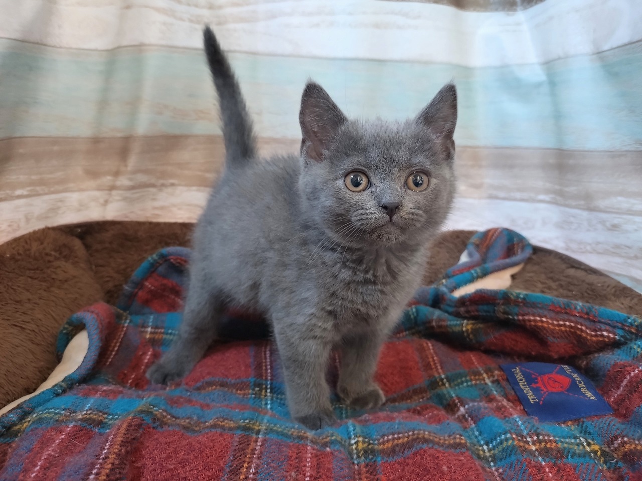 群馬県のブリティッシュショートヘアー (ペッツワン青柳店/2025年11月10日生まれ/男の子/ブルー)の子猫の1枚目の画像