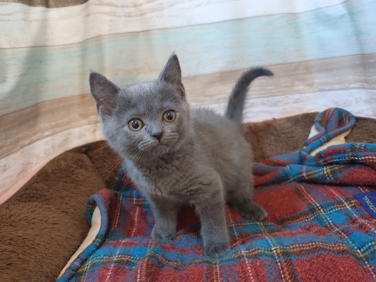 群馬県のブリティッシュショートヘアー (ペッツワン青柳店/2025年11月10日生まれ/男の子/ブルー)の子猫の2枚目の画像
