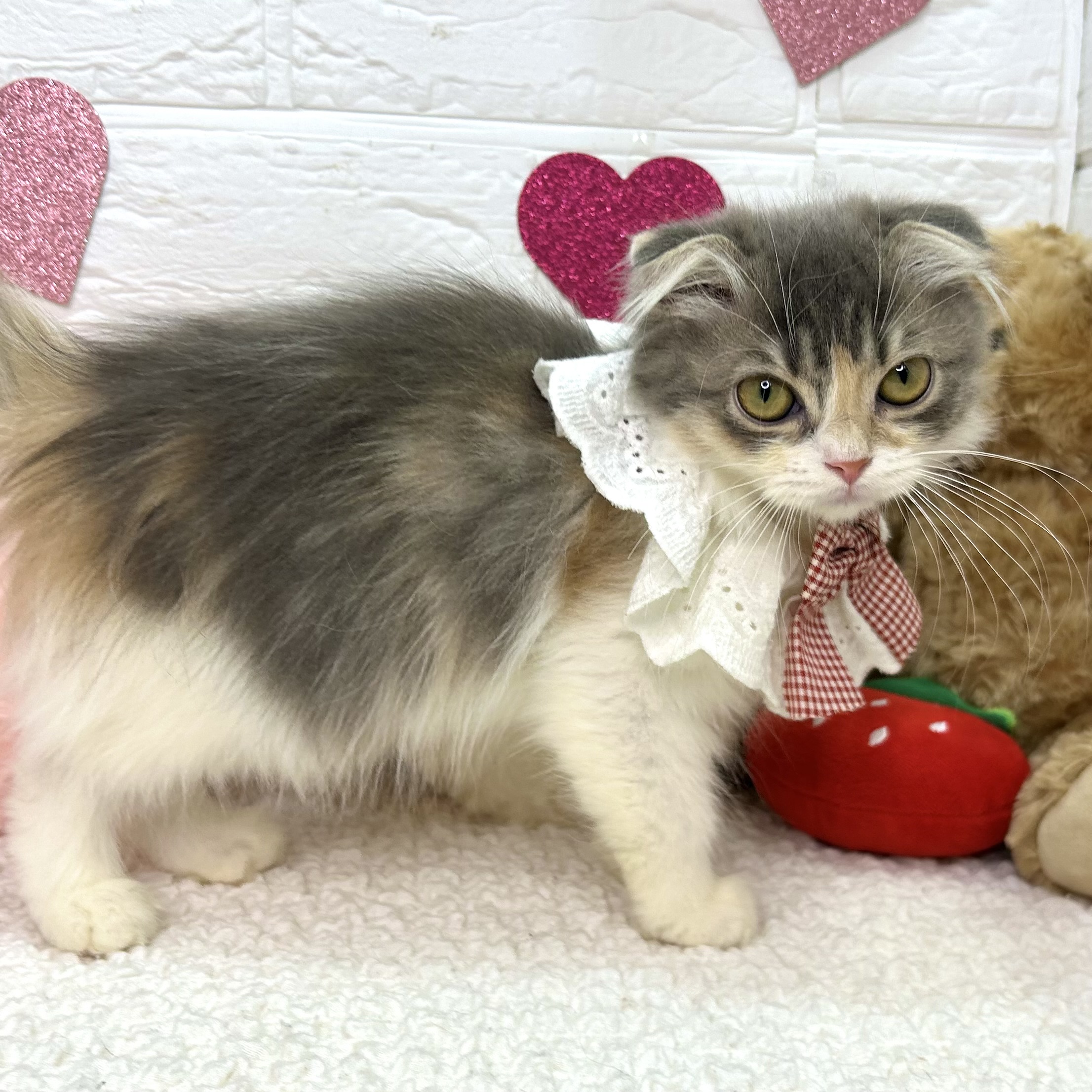 大阪府のスコティッシュフォールド (ペッツワン東大阪店/2025年11月4日生まれ/女の子/ブルーパッチドタビーホワイト)の子猫