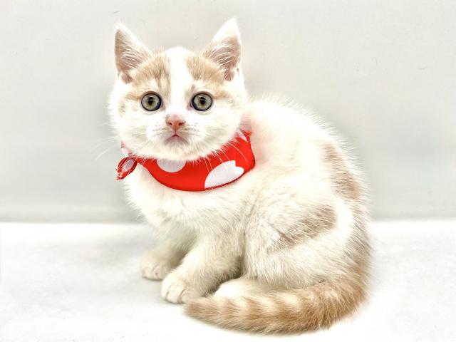 埼玉県のブリティッシュショートヘアー (ペッツワンなめがわモール店/2025年11月18日生まれ/男の子/クリームホワイト)の子猫