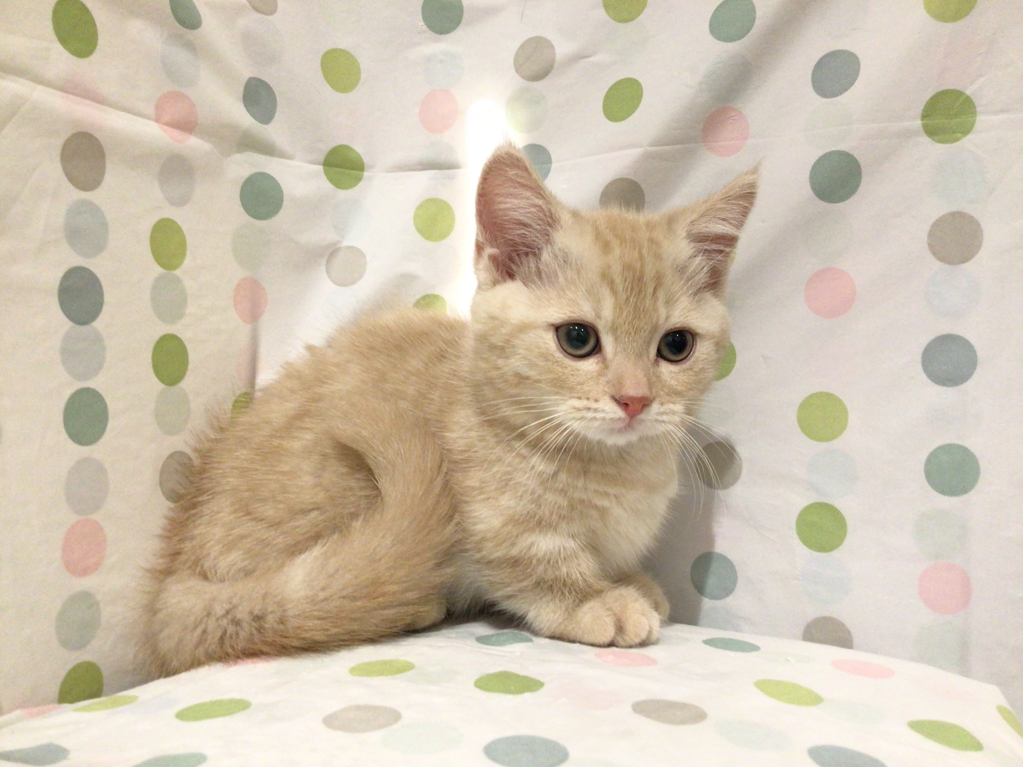 茨城県のマンチカン (ペッツワン高萩店/2025年11月12日生まれ/男の子/クリームタビー)の子猫