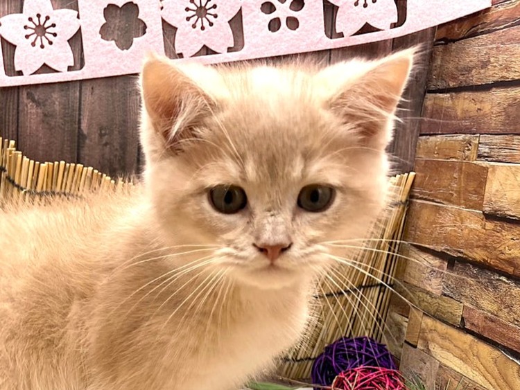 京都府のブリティッシュショートヘアー (ペッツワン木津川店/2025年11月15日生まれ/男の子/ﾗｲﾗｯｸｺﾞｰﾙﾃﾞﾝ)の子猫