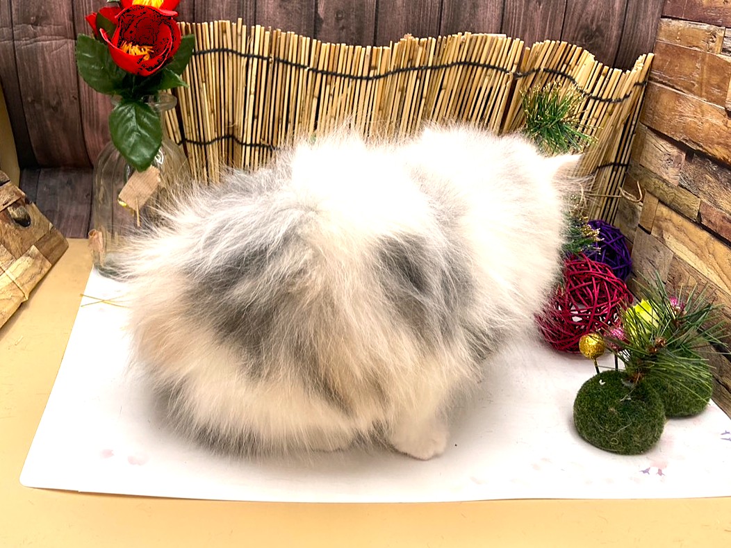 京都府のスコティッシュフォールド (ペッツワン木津川店/2025年11月15日生まれ/女の子/シルバーパッチドタビーホワイト)の子猫の2枚目の画像