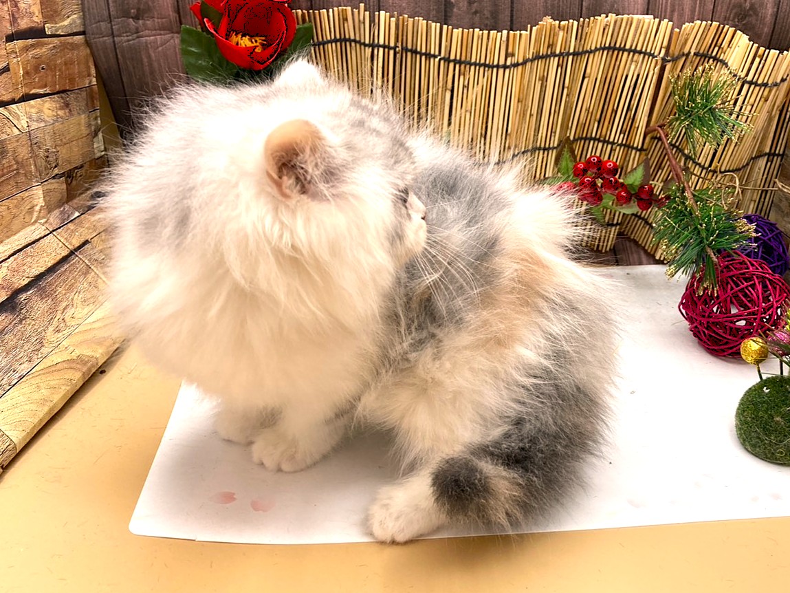 京都府のスコティッシュフォールド (ペッツワン木津川店/2025年11月15日生まれ/女の子/シルバーパッチドタビーホワイト)の子猫の3枚目の画像