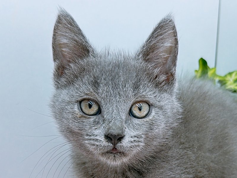 愛知県のシャルトリュー (ペッツワン小牧店/2025年11月7日生まれ/男の子/ブルー)の子猫