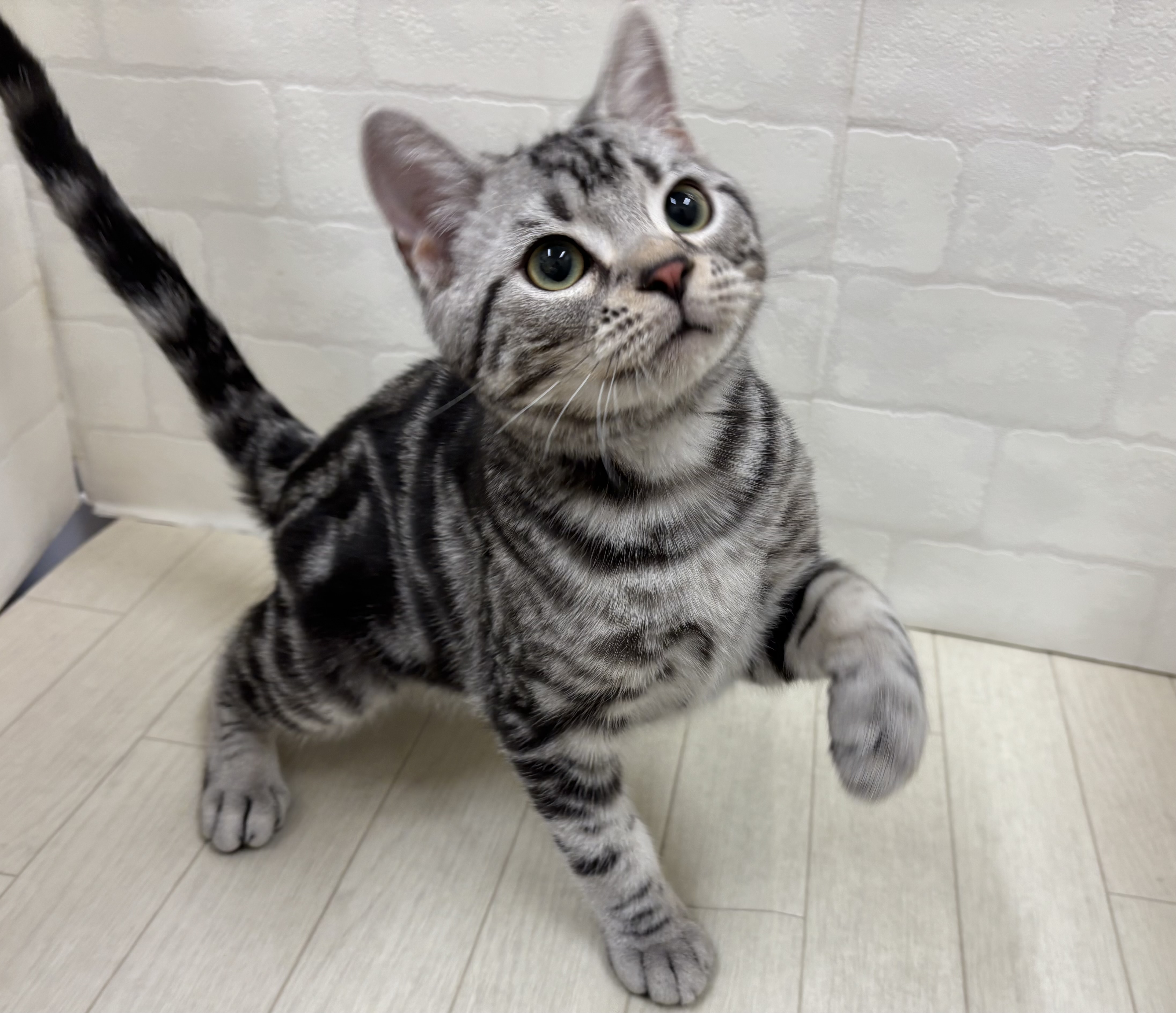 埼玉県のアメリカンショートヘアー (ペッツワン大利根店/2025年8月19日生まれ/男の子/シルバータビー)の子猫の2枚目の画像