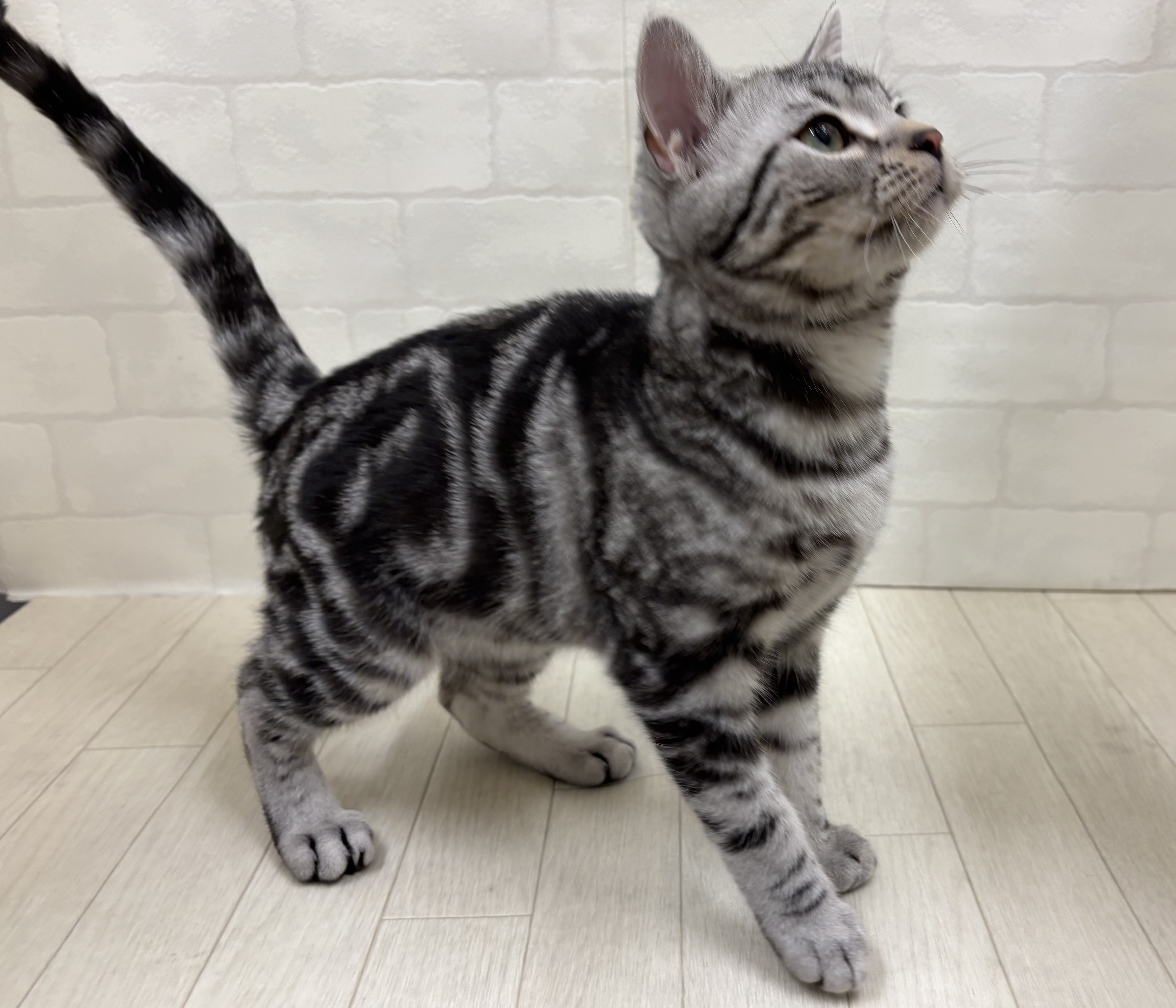 埼玉県のアメリカンショートヘアー (ペッツワン大利根店/2025年8月19日生まれ/男の子/シルバータビー)の子猫の3枚目の画像