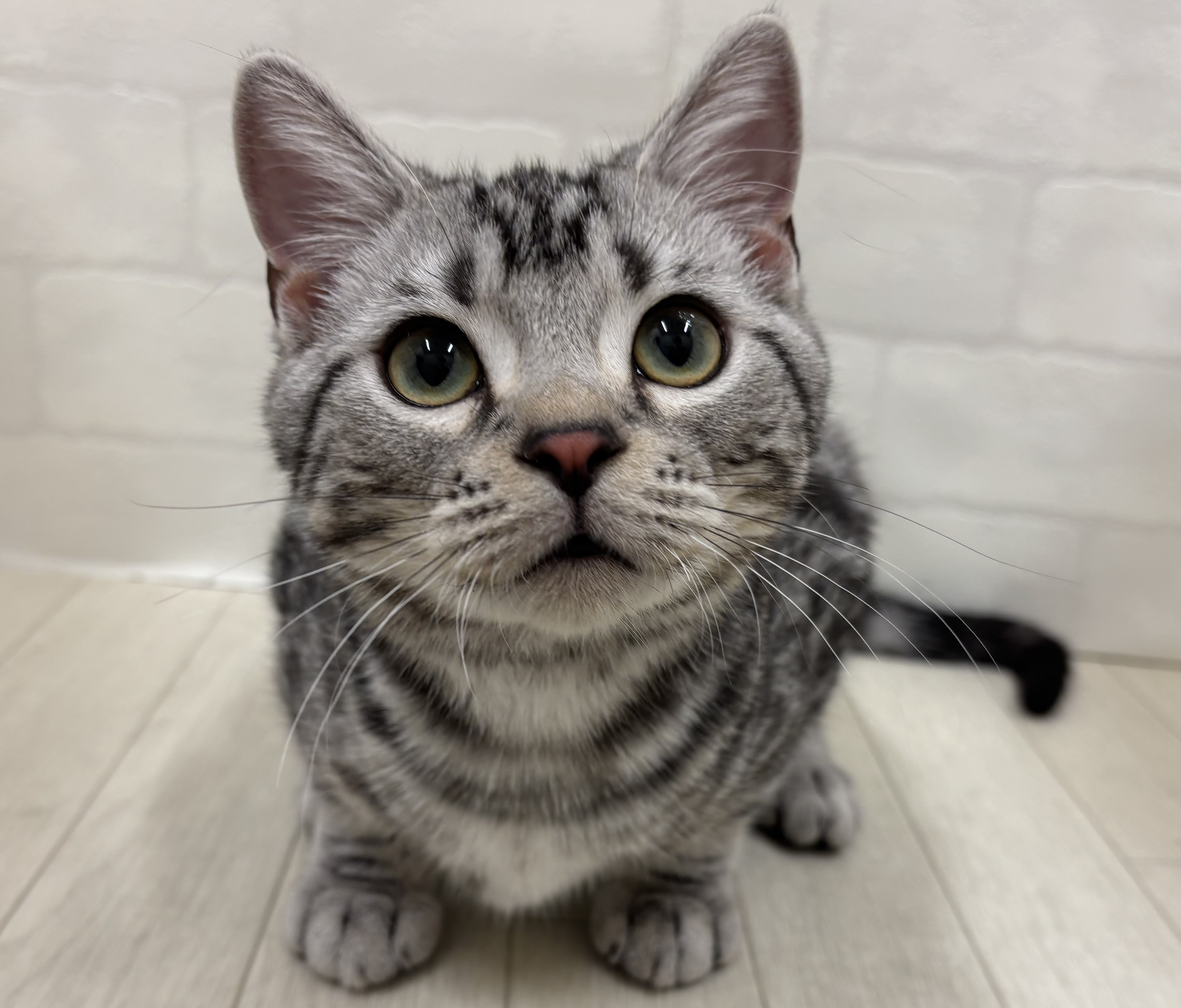 埼玉県のアメリカンショートヘアー (ペッツワン大利根店/2025年8月19日生まれ/男の子/シルバータビー)の子猫の1枚目の画像