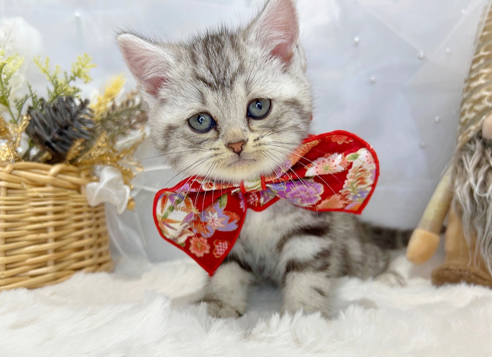 滋賀県のアメリカンショートヘアー (ペッツワン堅田店/2025年11月18日生まれ/女の子/シルバータビー)の子猫