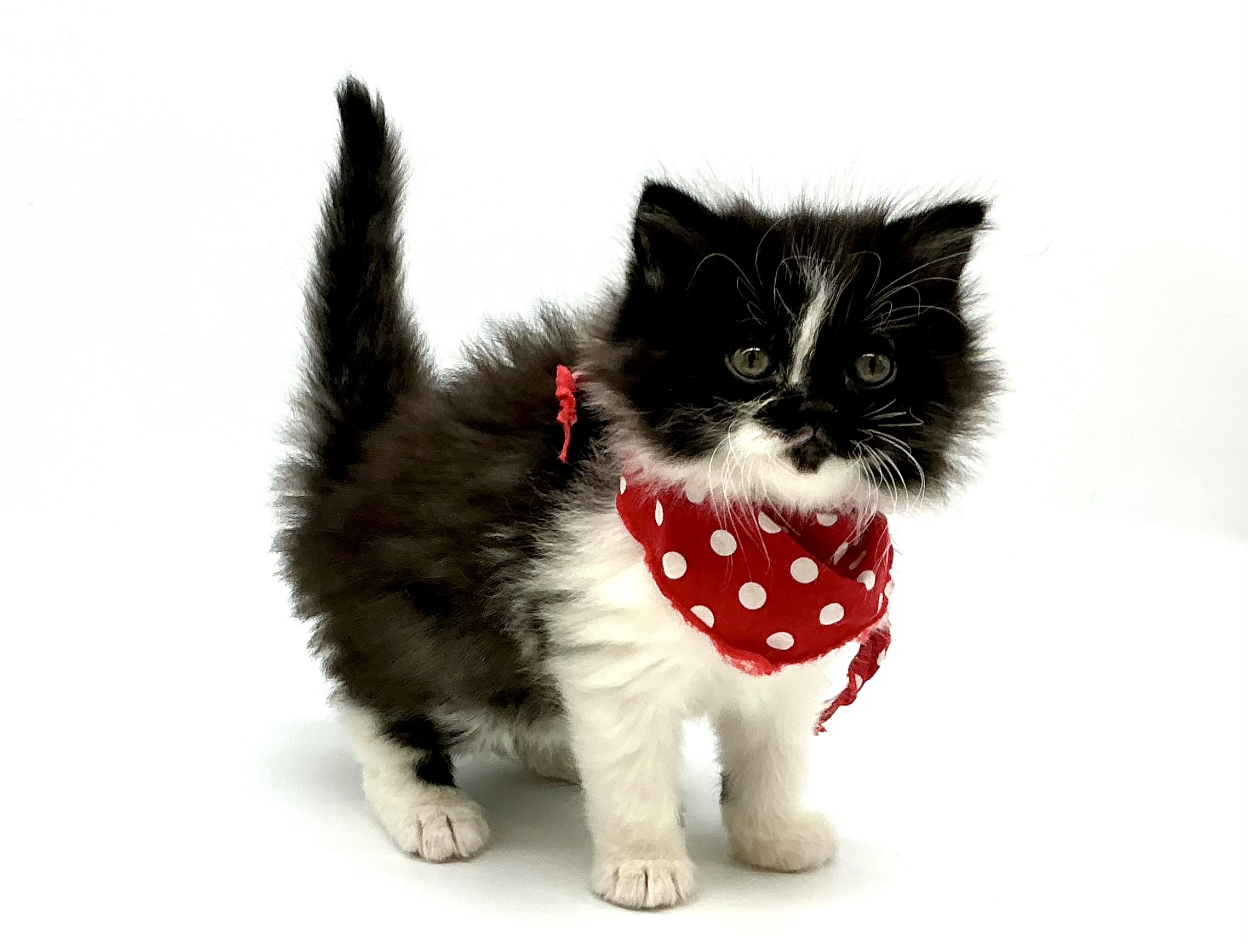 埼玉県のスコティッシュフォールド (ペッツワン鶴ヶ島店/2025年11月25日生まれ/男の子/ブラックホワイト)の子猫の1枚目の画像