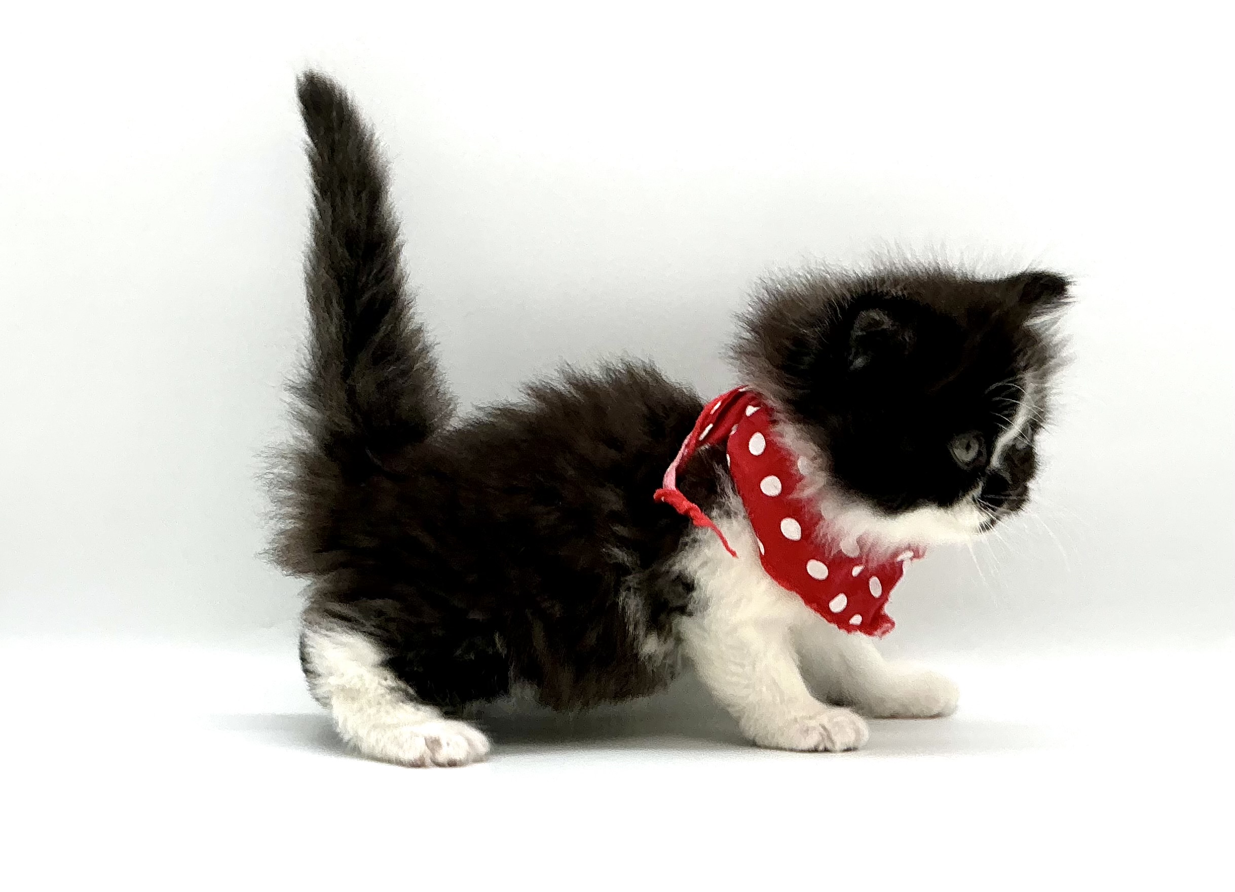 埼玉県のスコティッシュフォールド (ペッツワン鶴ヶ島店/2025年11月25日生まれ/男の子/ブラックホワイト)の子猫の3枚目の画像