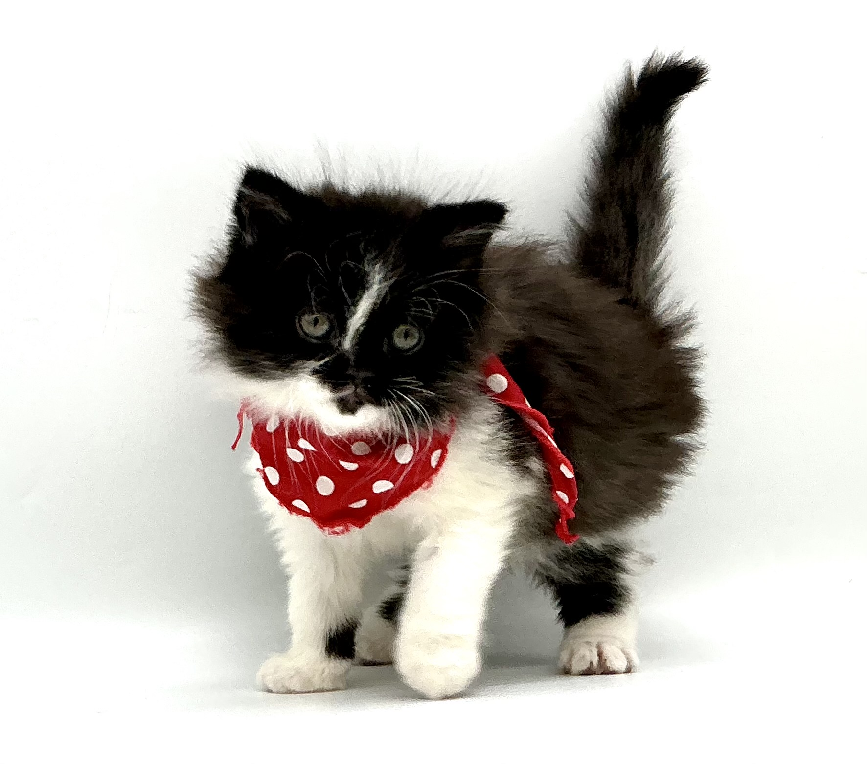 埼玉県のスコティッシュフォールド (ペッツワン鶴ヶ島店/2025年11月25日生まれ/男の子/ブラックホワイト)の子猫の2枚目の画像