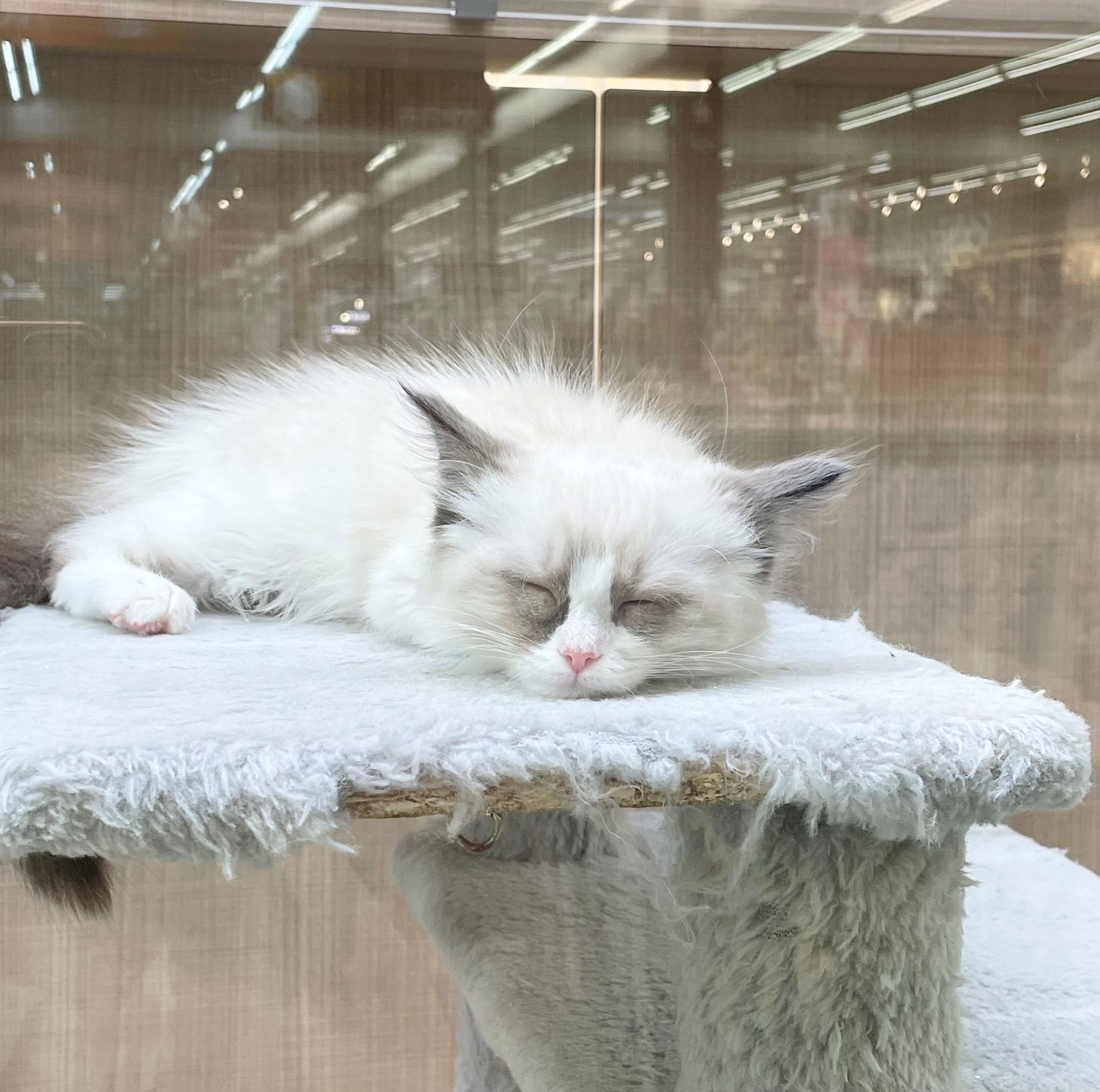 岐阜県のラグドール (ペッツワン可児店/2025年10月30日生まれ/女の子/シールポイントバイカラー)の子猫の3枚目の画像