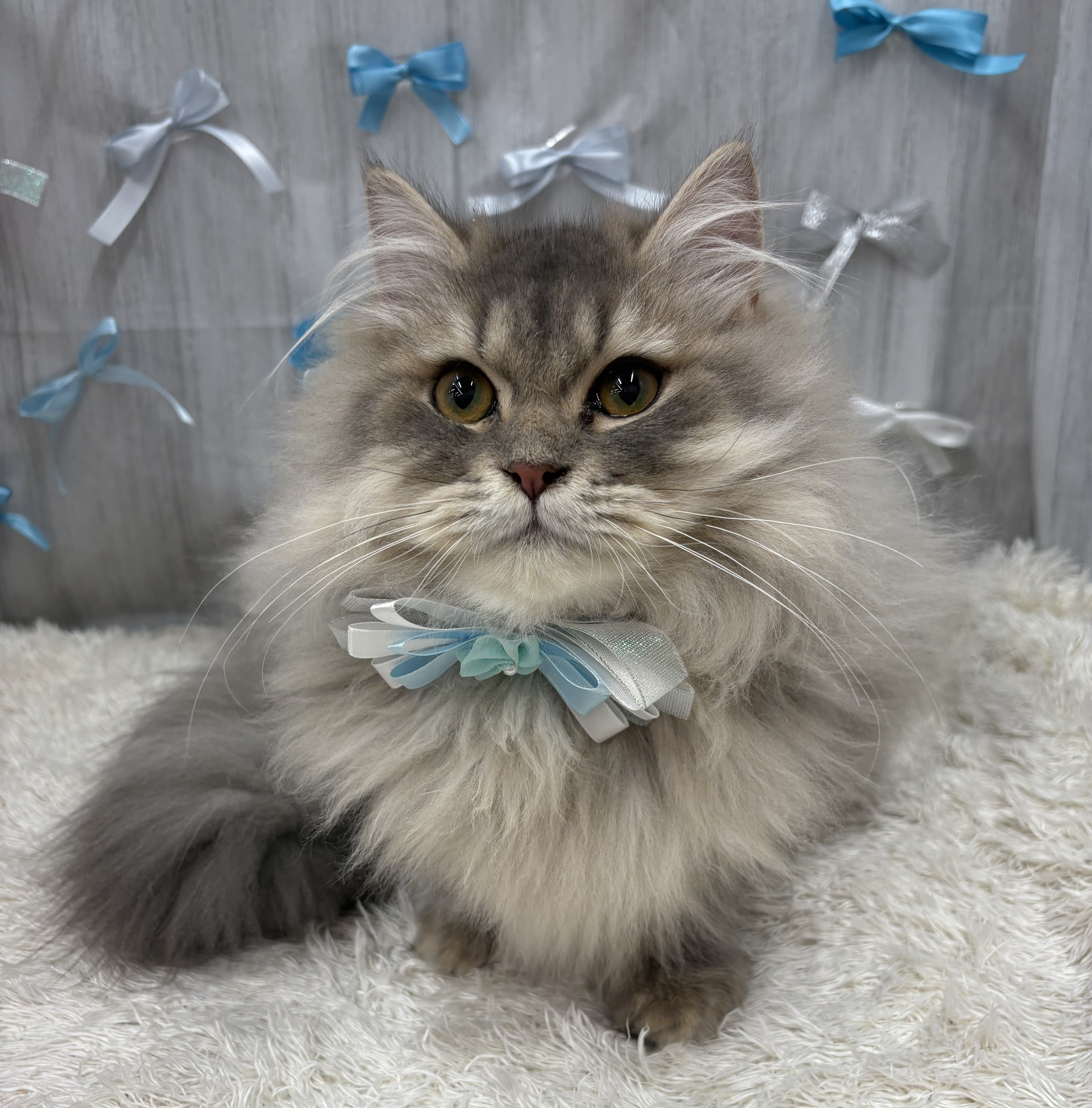 千葉県のミヌエット (ペッツワン佐倉店/2025年7月12日生まれ/男の子/ブルータビー)の子猫