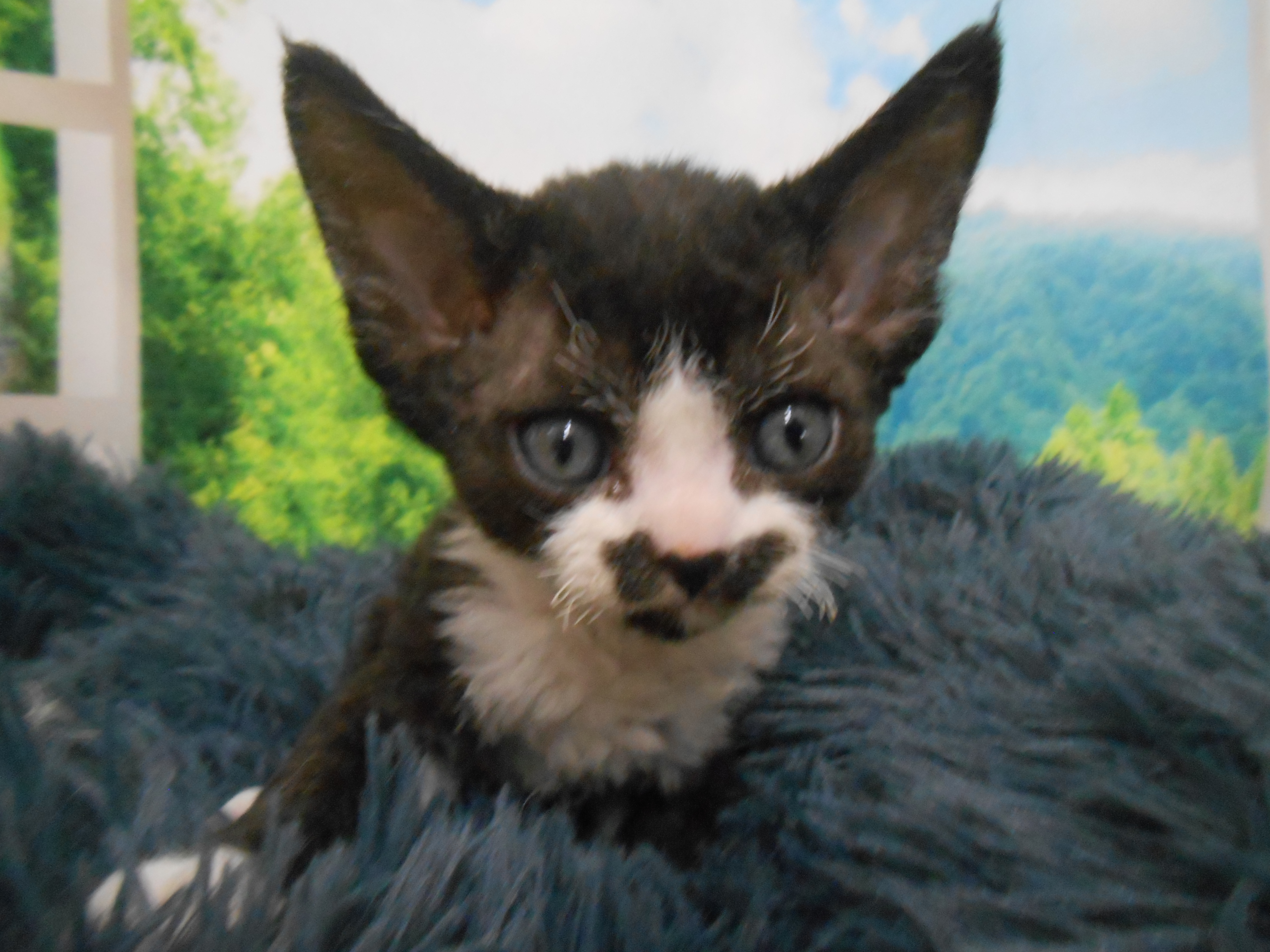 愛知県のデボンレックス (ペッツワン半田店/2025年11月20日生まれ/女の子/ブラックホワイト)の子猫