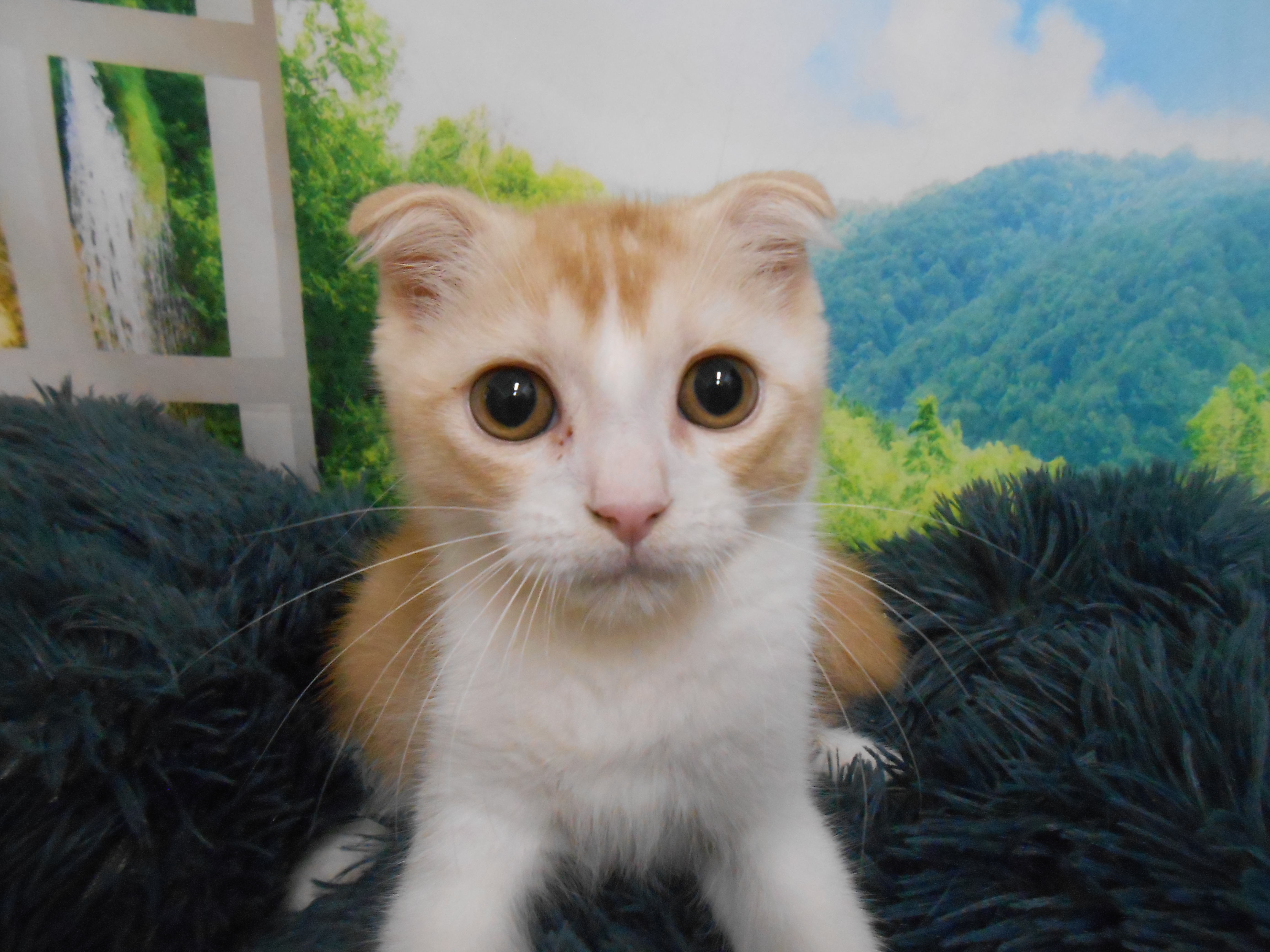 愛知県のスコティッシュフォールド (ペッツワン半田店/2025年11月3日生まれ/男の子/レッドタビーホワイト)の子猫