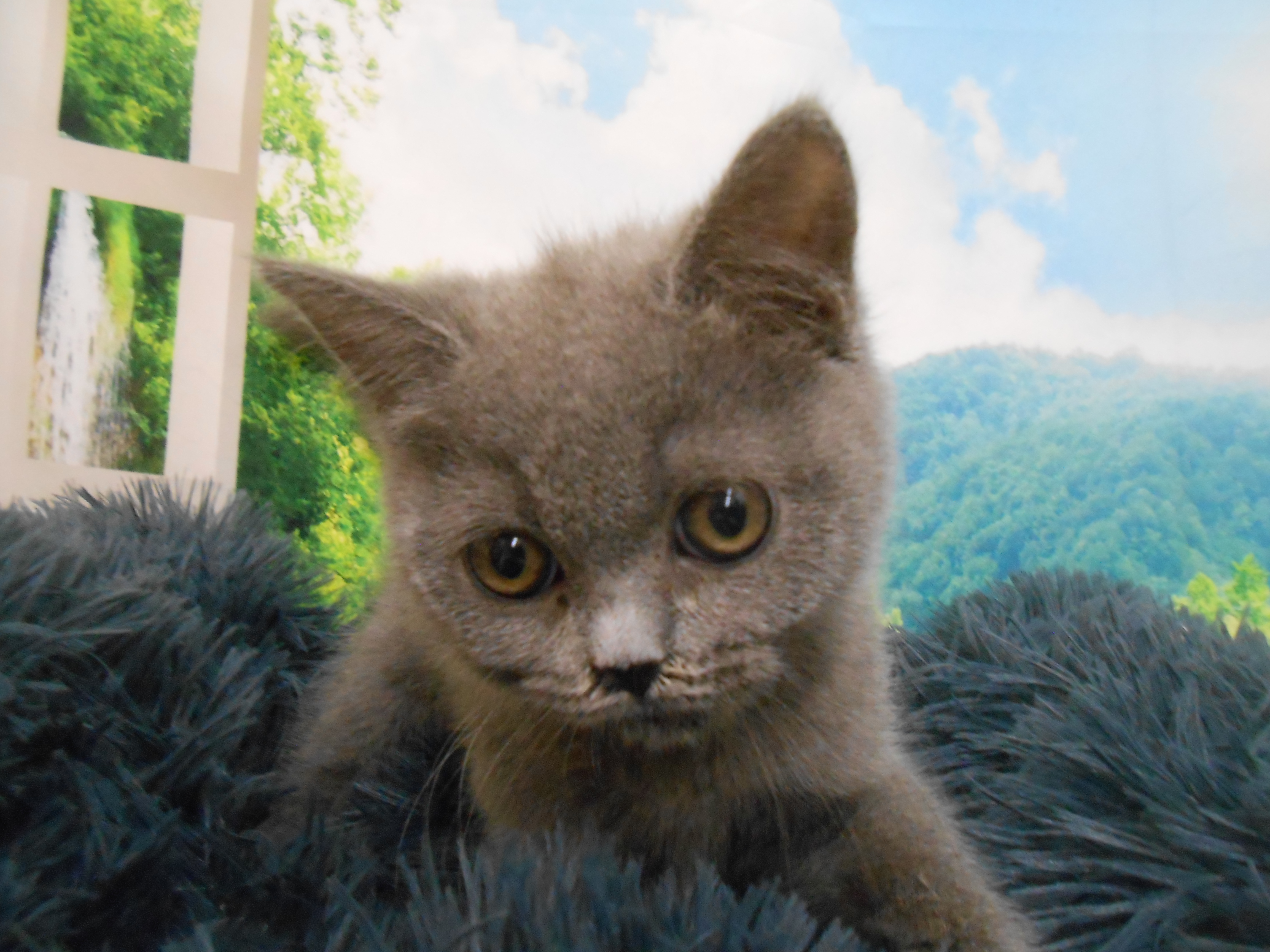 愛知県のブリティッシュショートヘアー (ペッツワン半田店/2025年11月6日生まれ/男の子/ブルー)の子猫