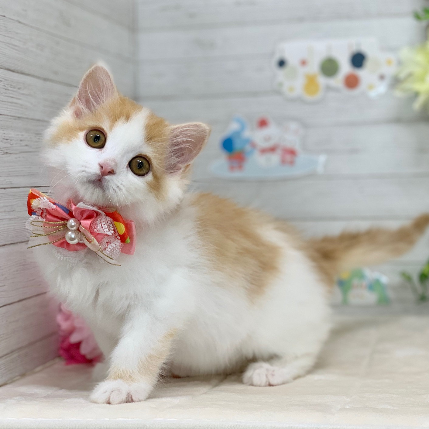 兵庫県のマンチカン (ペッツワン神戸ひよどり台店/2025年11月15日生まれ/女の子/レッドタビーホワイト)の子猫