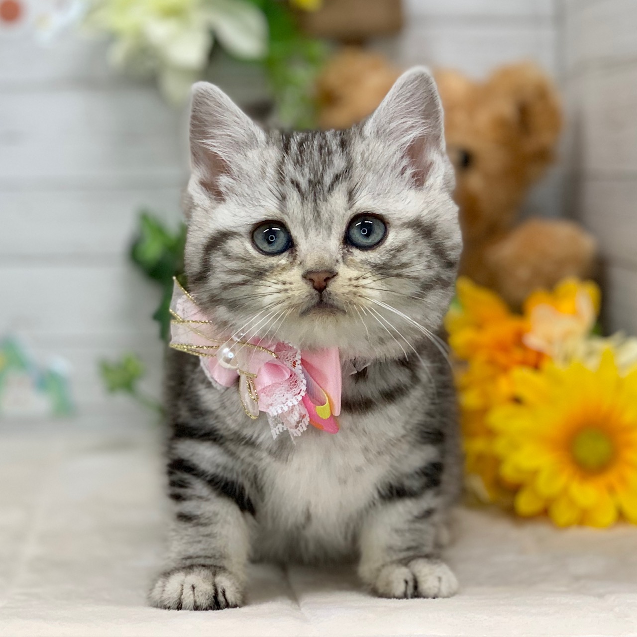 兵庫県のアメリカンショートヘアー (ペッツワン神戸ひよどり台店/2025年11月18日生まれ/女の子/シルバータビー)の子猫